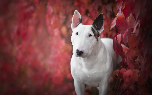 dog Animal bull terrier HD Desktop Wallpaper | Background Image