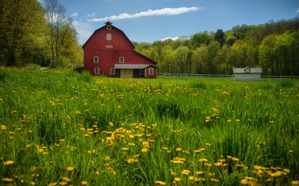 Man Made Barn Meadow Dandelion Pennsylvania HD Wallpaper | Background Image