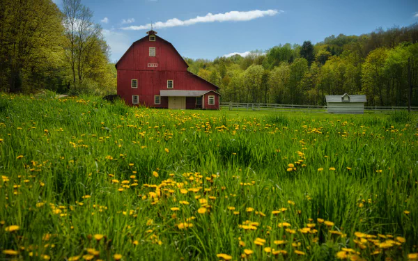 pennsylvania dandelion meadow man made barn HD Desktop Wallpaper | Background Image