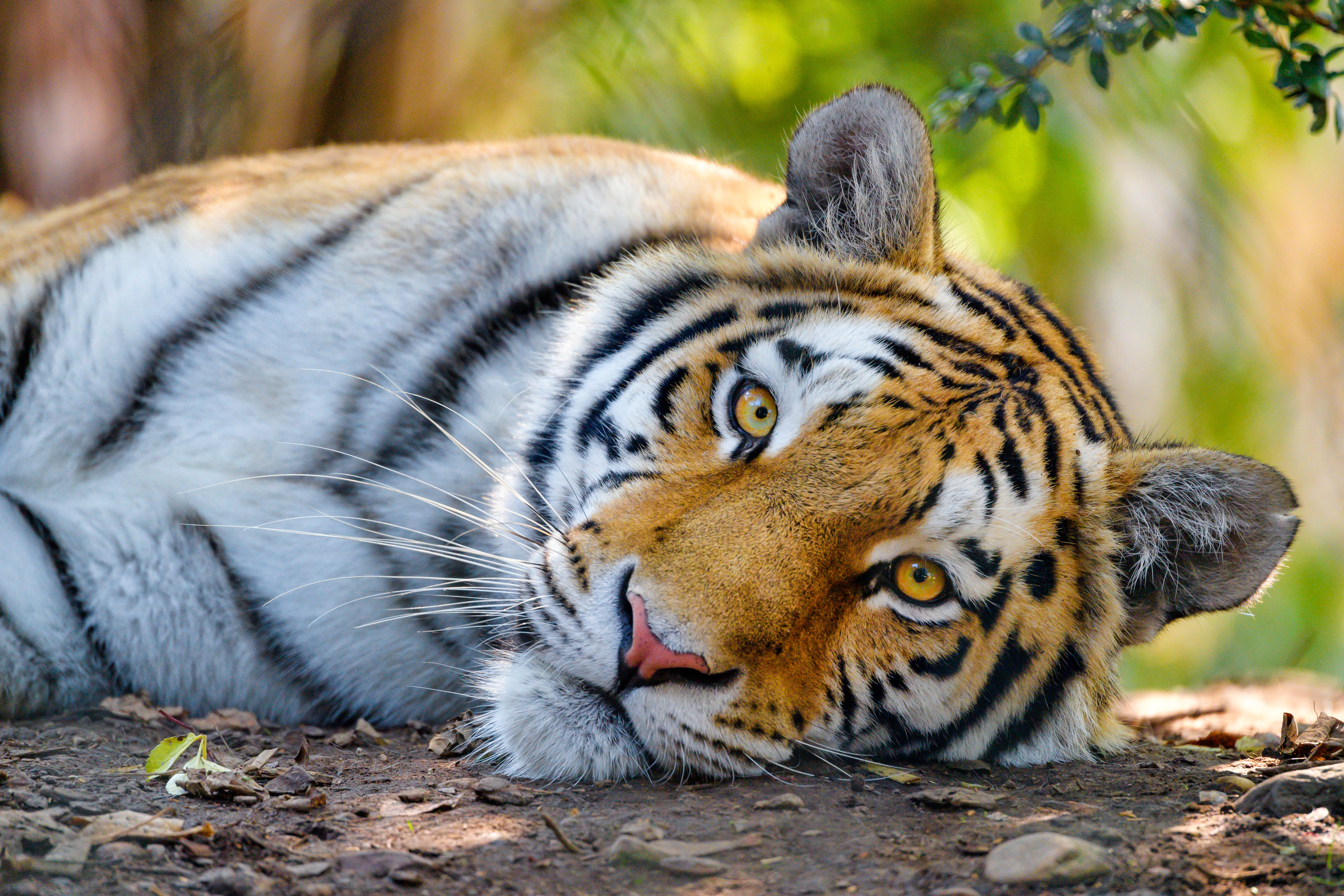 Amazing HD Pic of Tiger | HD Wallpapers