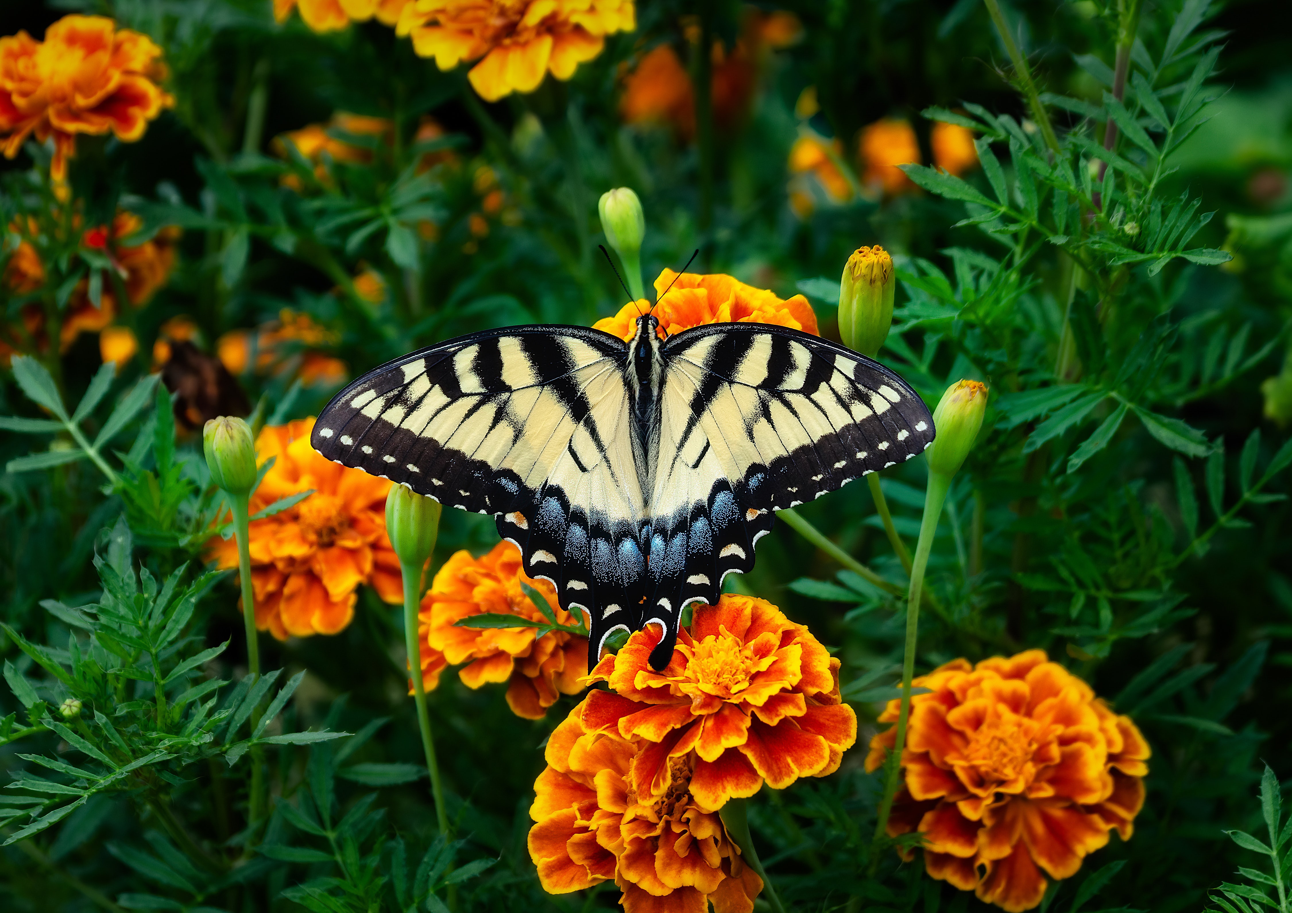 Swallowtail Butterfly 4k Ultra HD Wallpaper