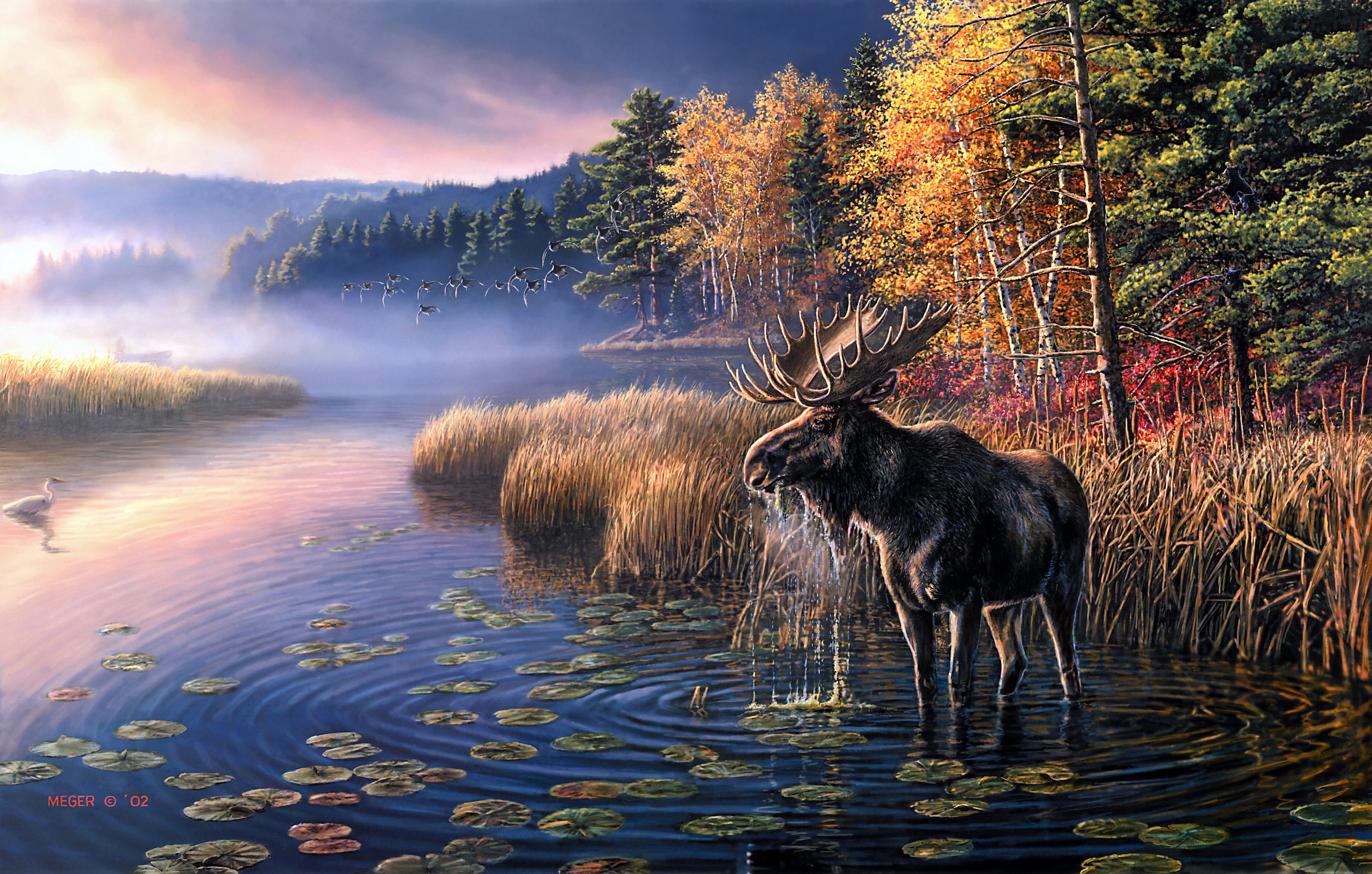 Animal Moose HD Wallpaper | Background Image
