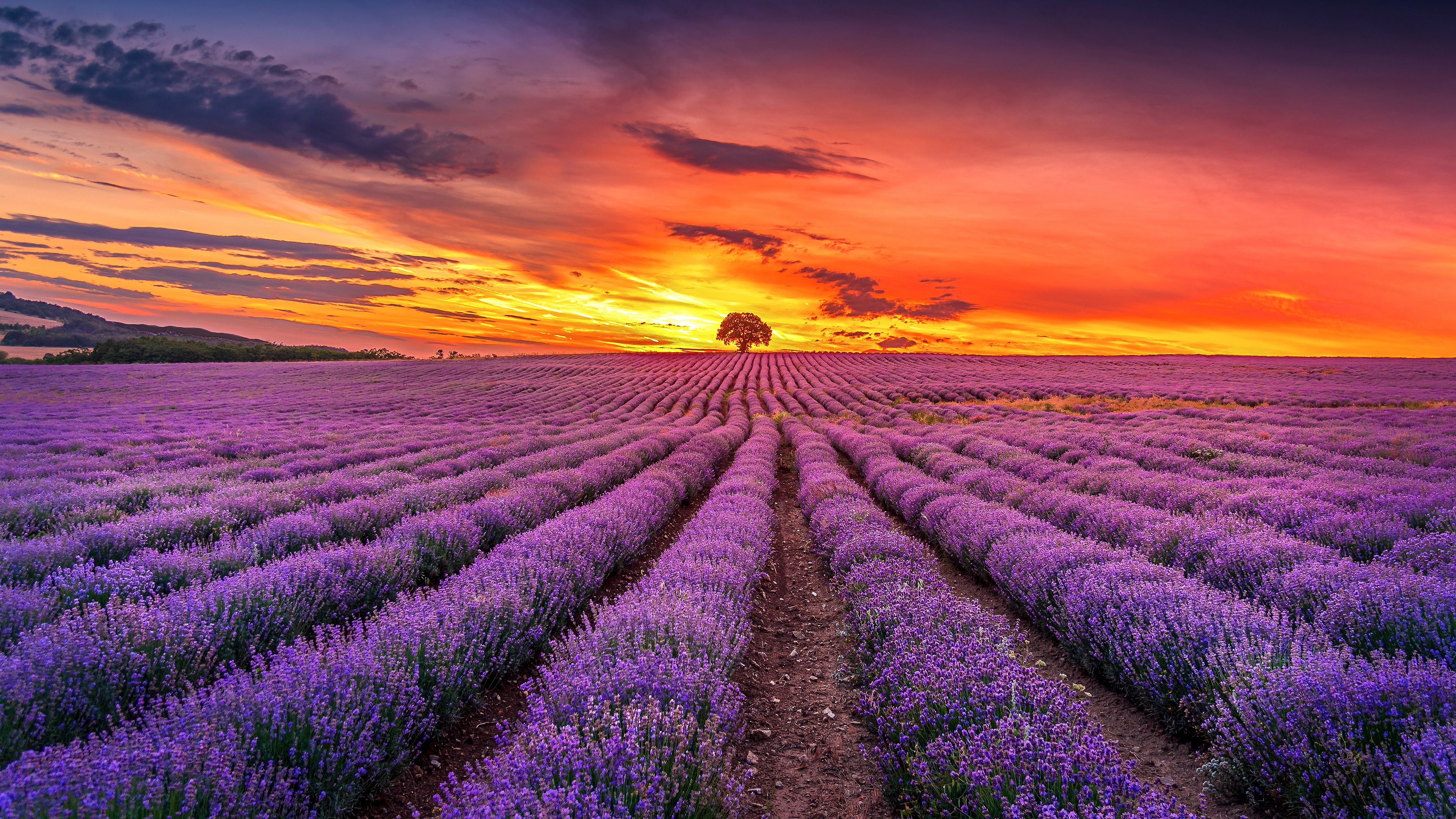 Download Sunrise Purple Flower Field Nature Lavender 4k Ultra Hd Wallpaper