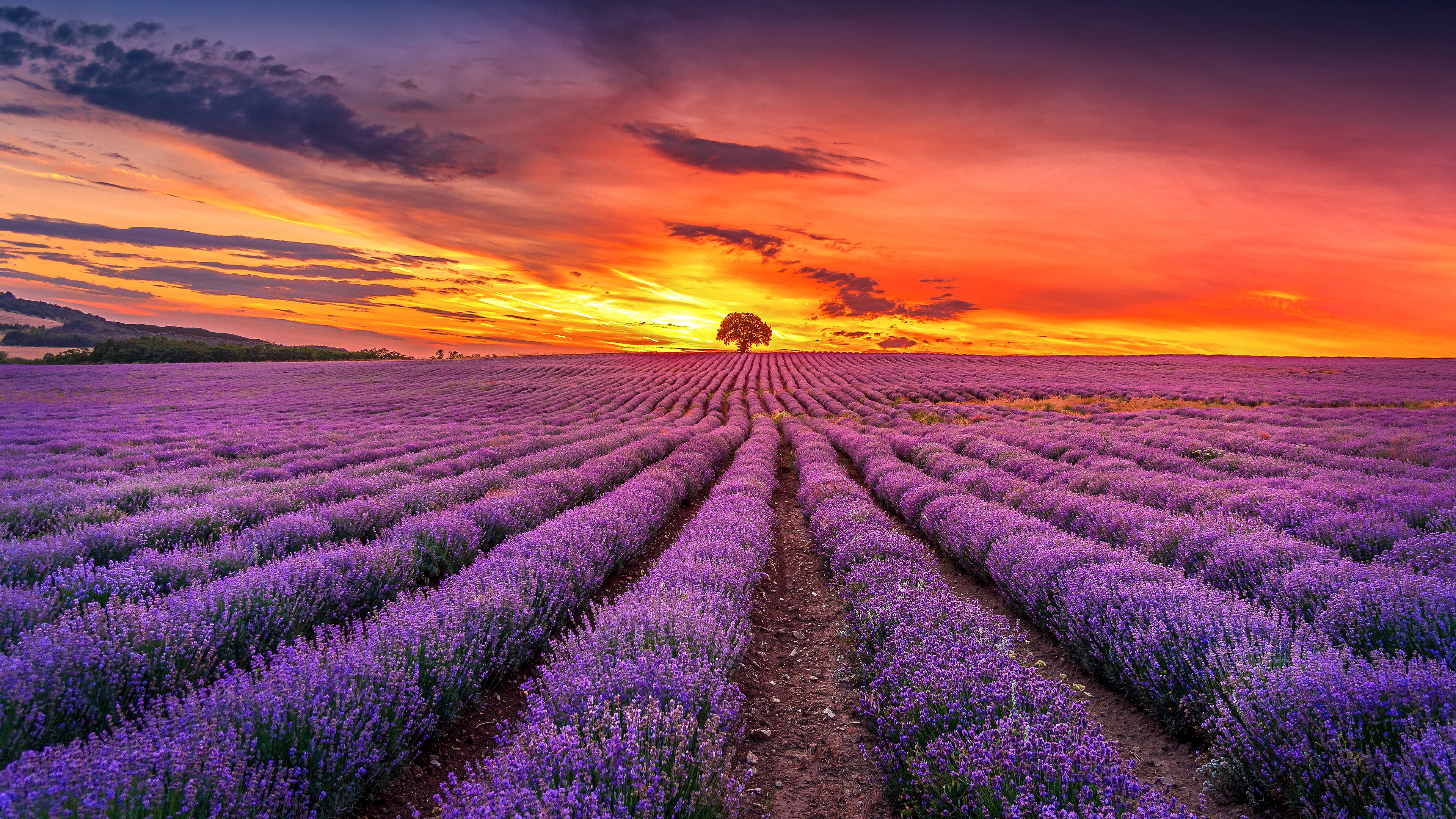 Lavender Wallpaper Hd 1080p Infoupdate Lavender Wallpaper Hd 1080p Infoupdate