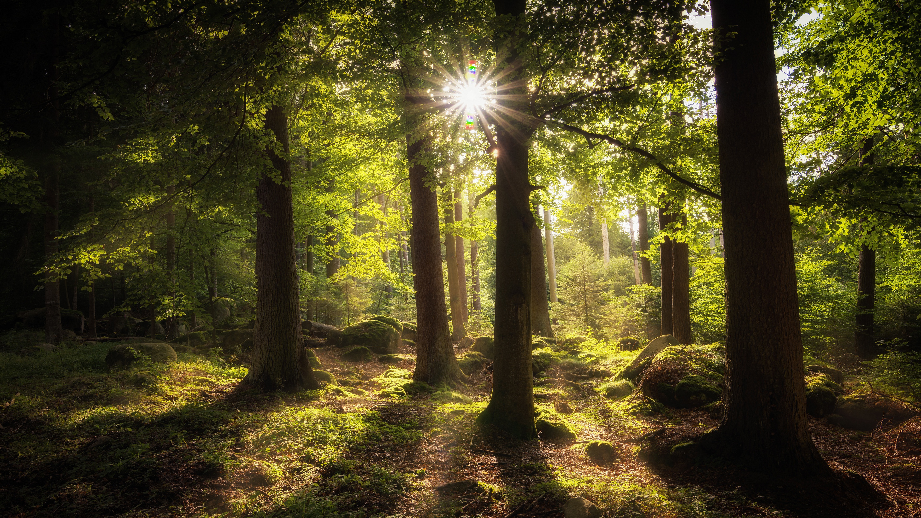 Download Moss Stone Trunk Sun Forest Nature Sunbeam 4k Ultra HD Wallpaper