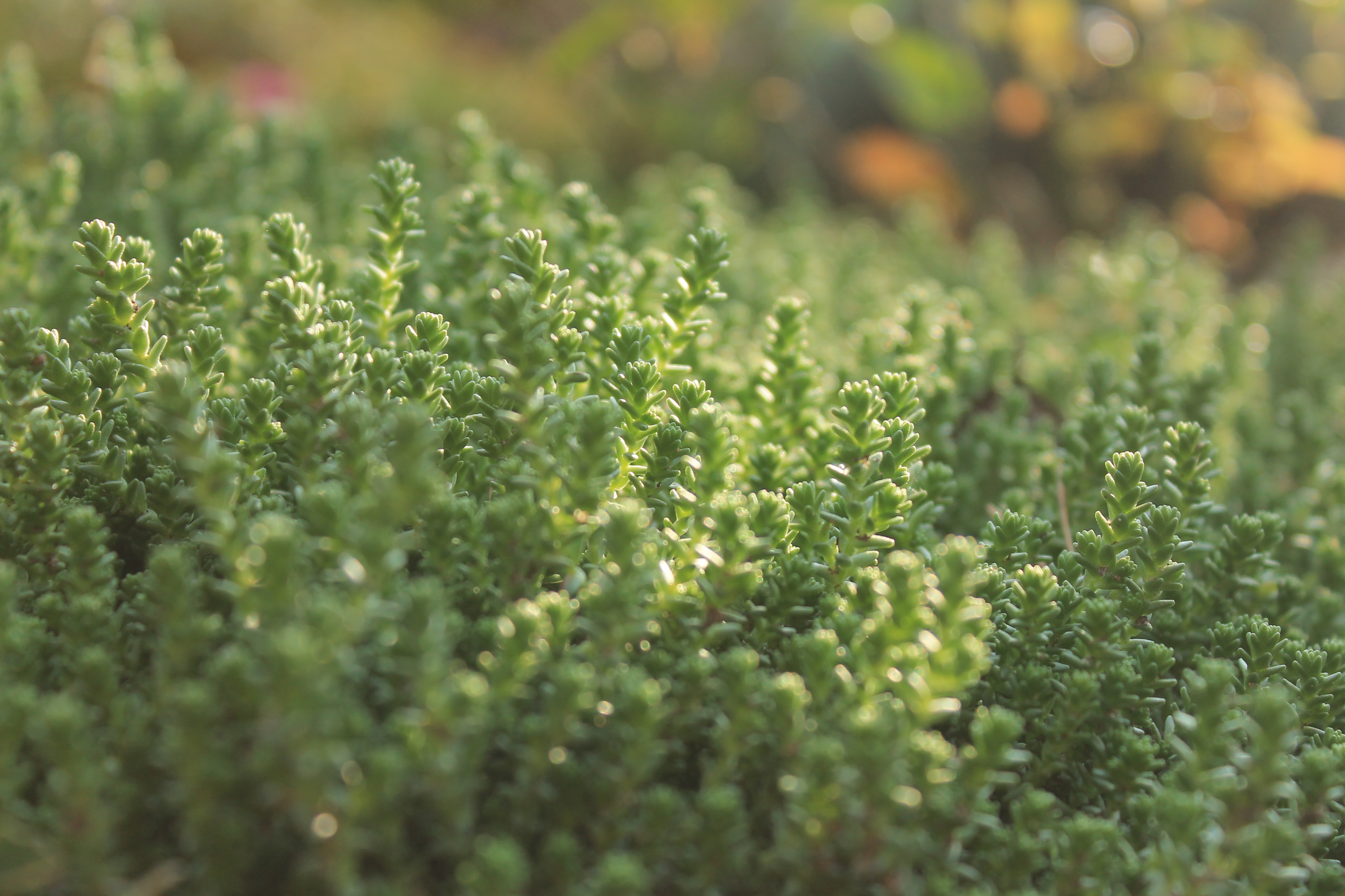 Earth Plant HD Wallpaper | Background Image
