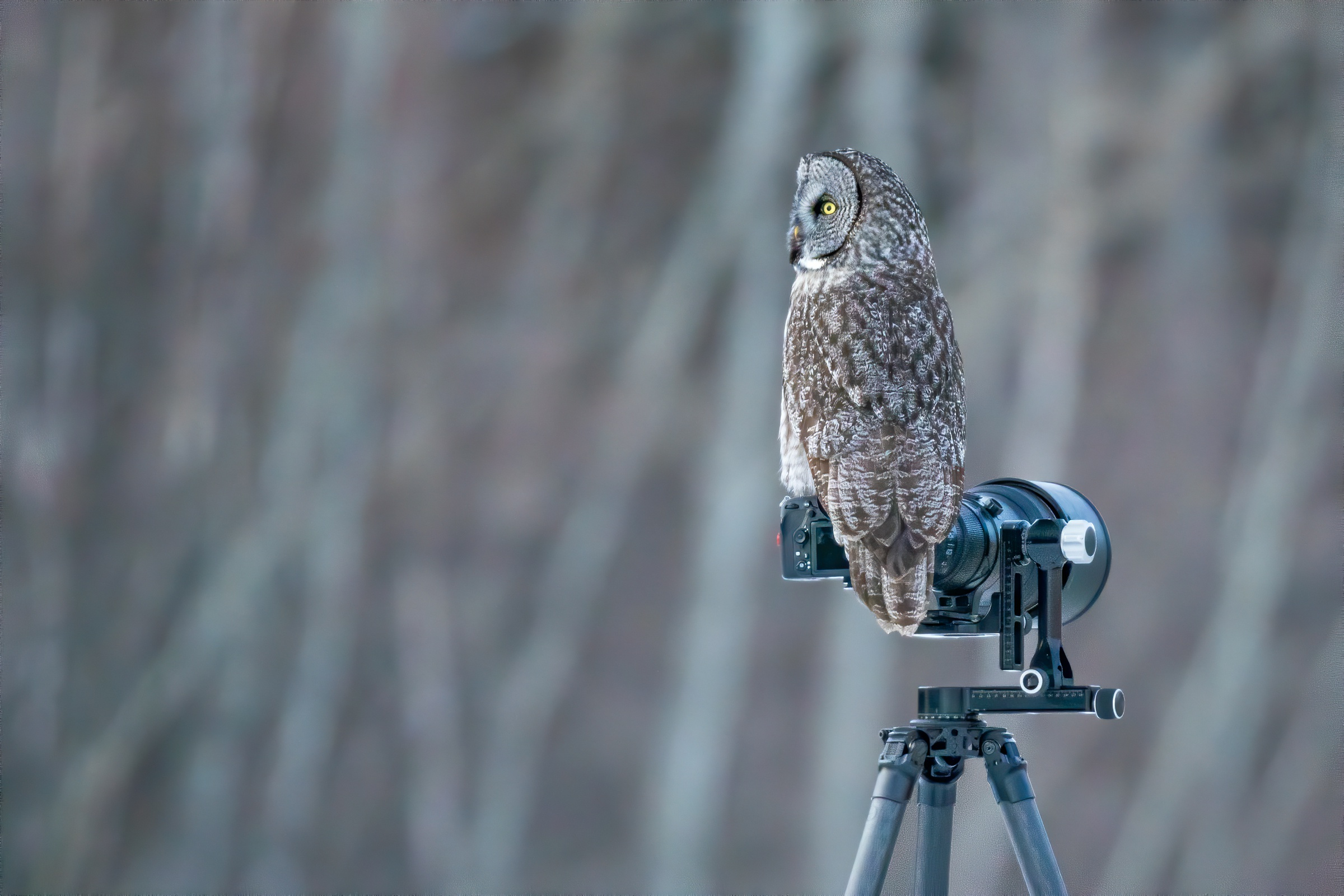 Animal Owl HD Wallpaper | Background Image