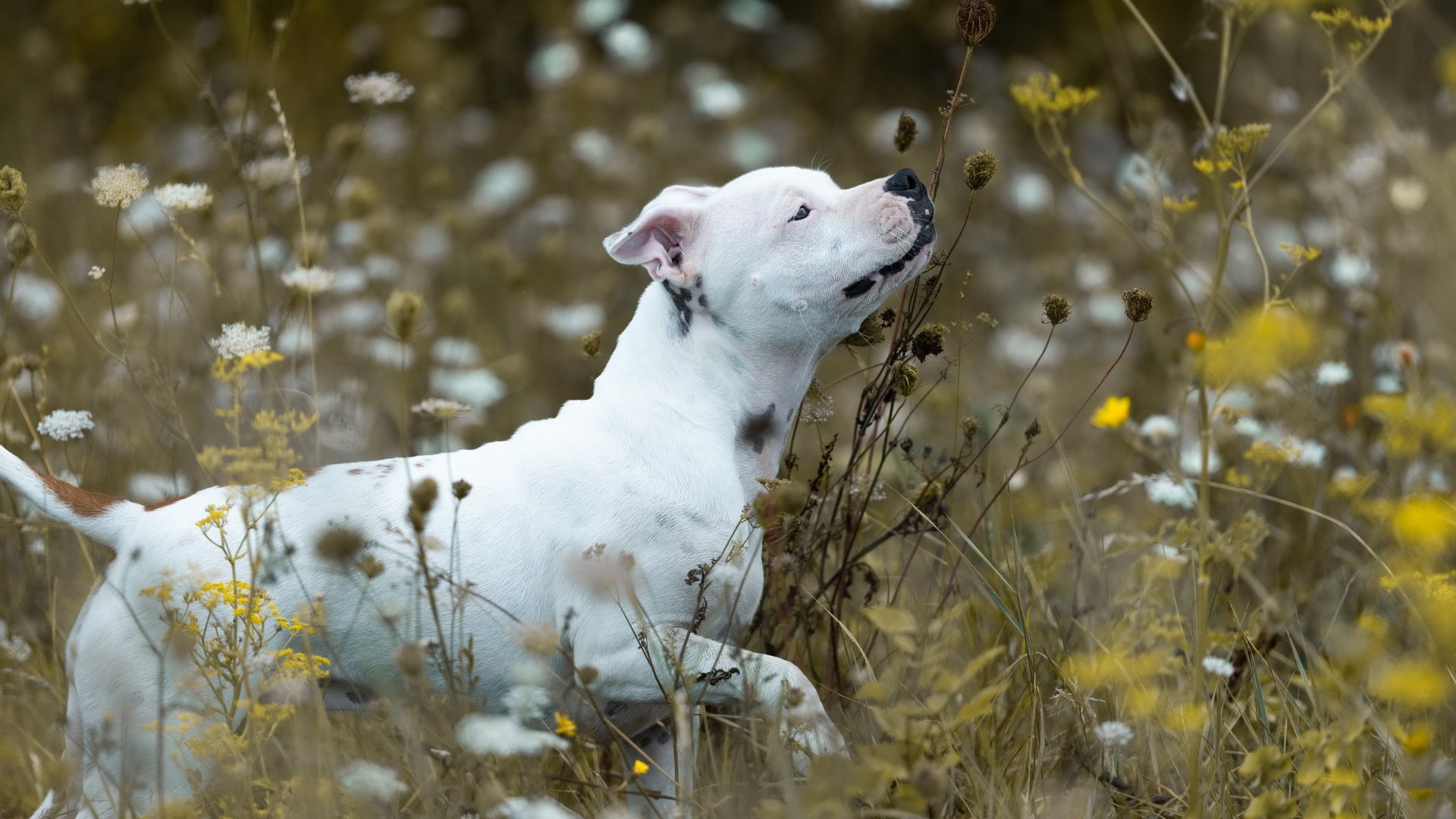 Download Dog Animal Bull Terrier 4k Ultra HD Wallpaper
