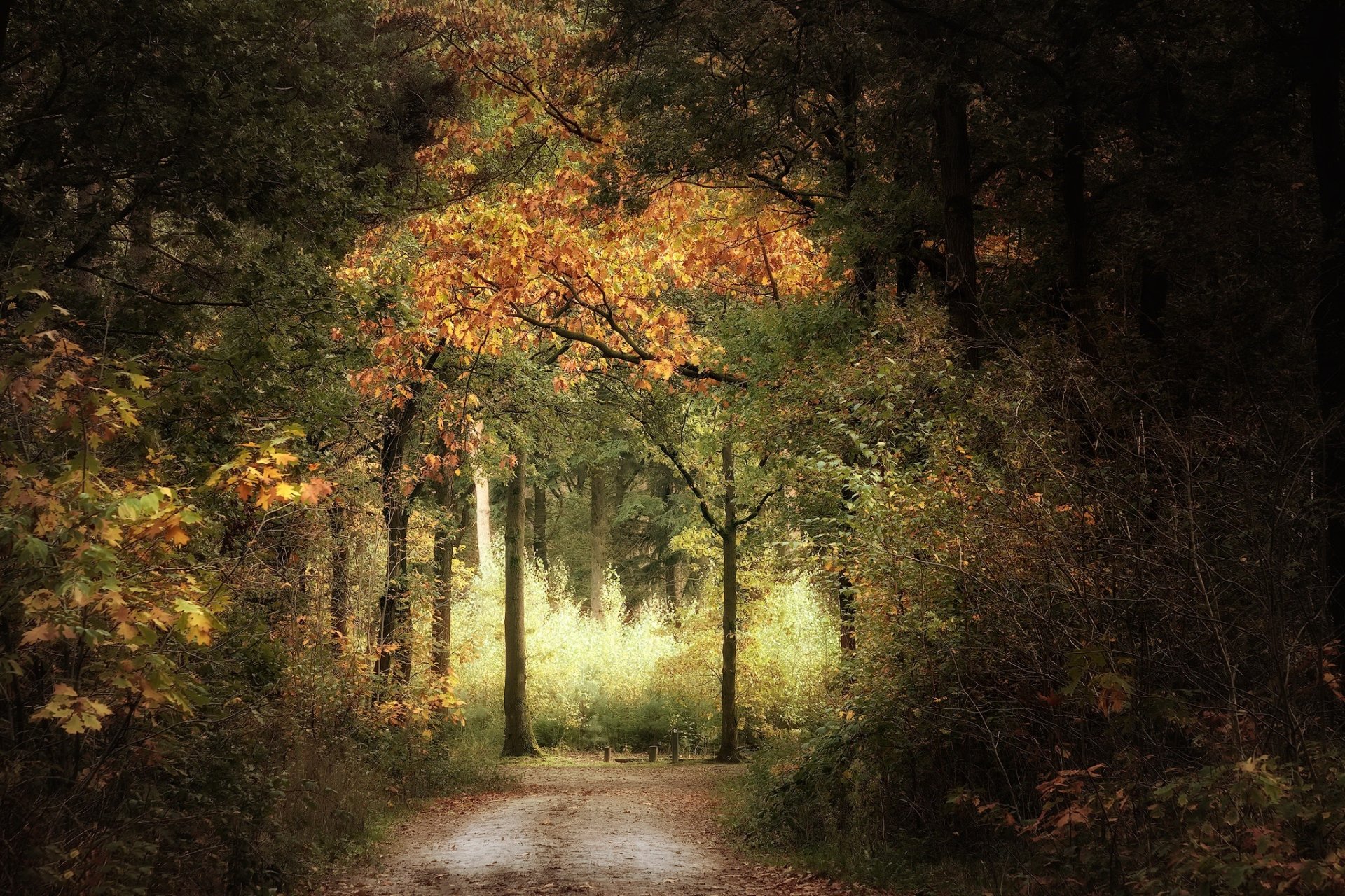 HD desktop wallpaper of a man-made road in a park during fall, surrounded by trees with colorful autumn foliage.