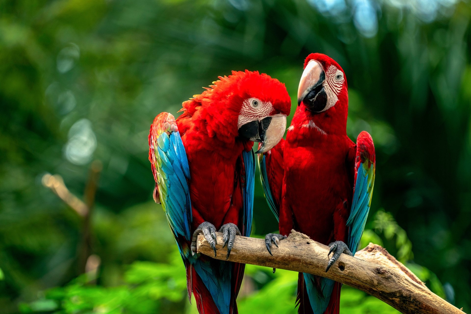 Download Macaw Parrot Bird Animal Red-and-green Macaw 4k Ultra HD Wallpaper