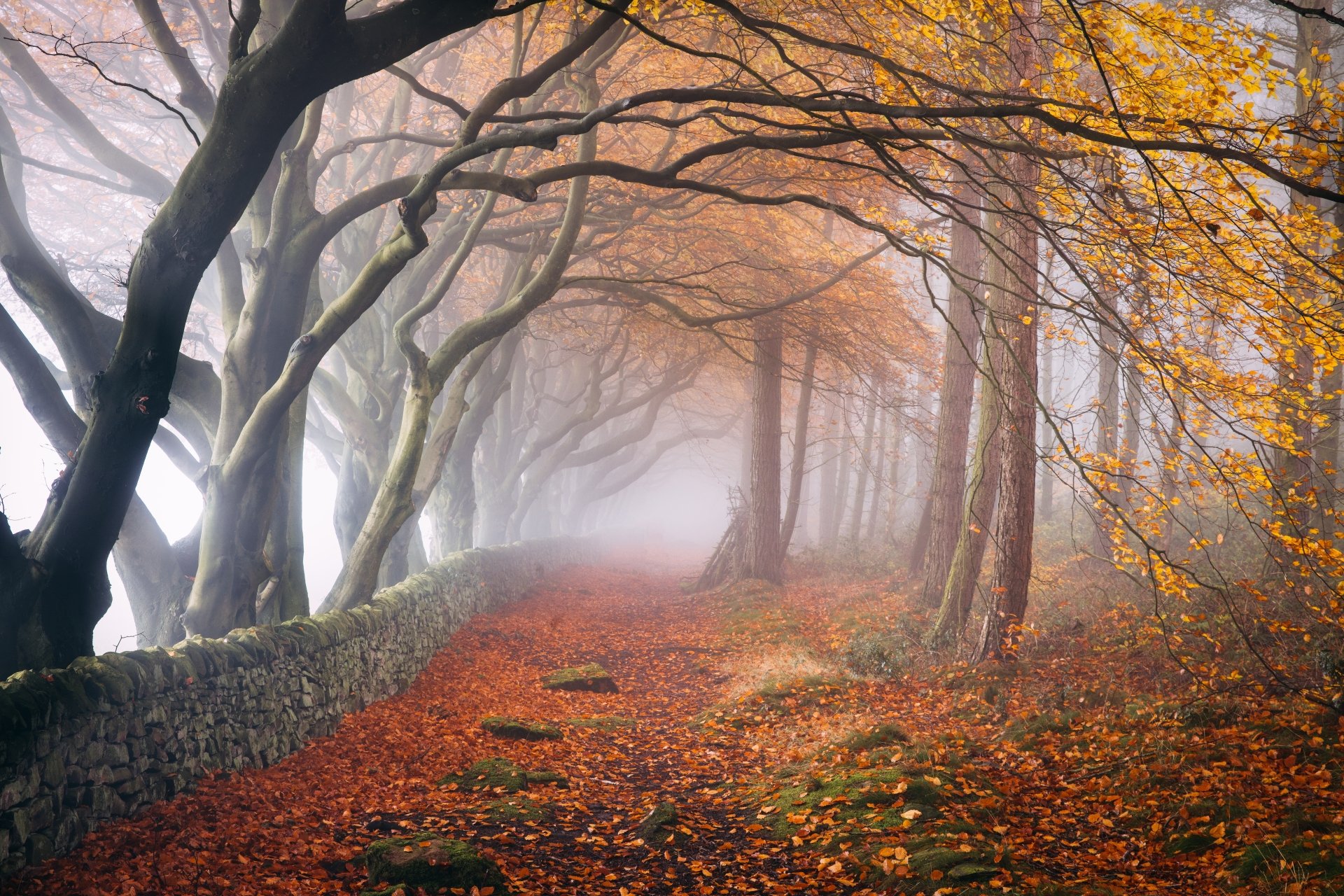 An 8K Ultra HD PC wallpaper featuring a foggy fall forest path lined with autumn-colored trees and a stone wall.
