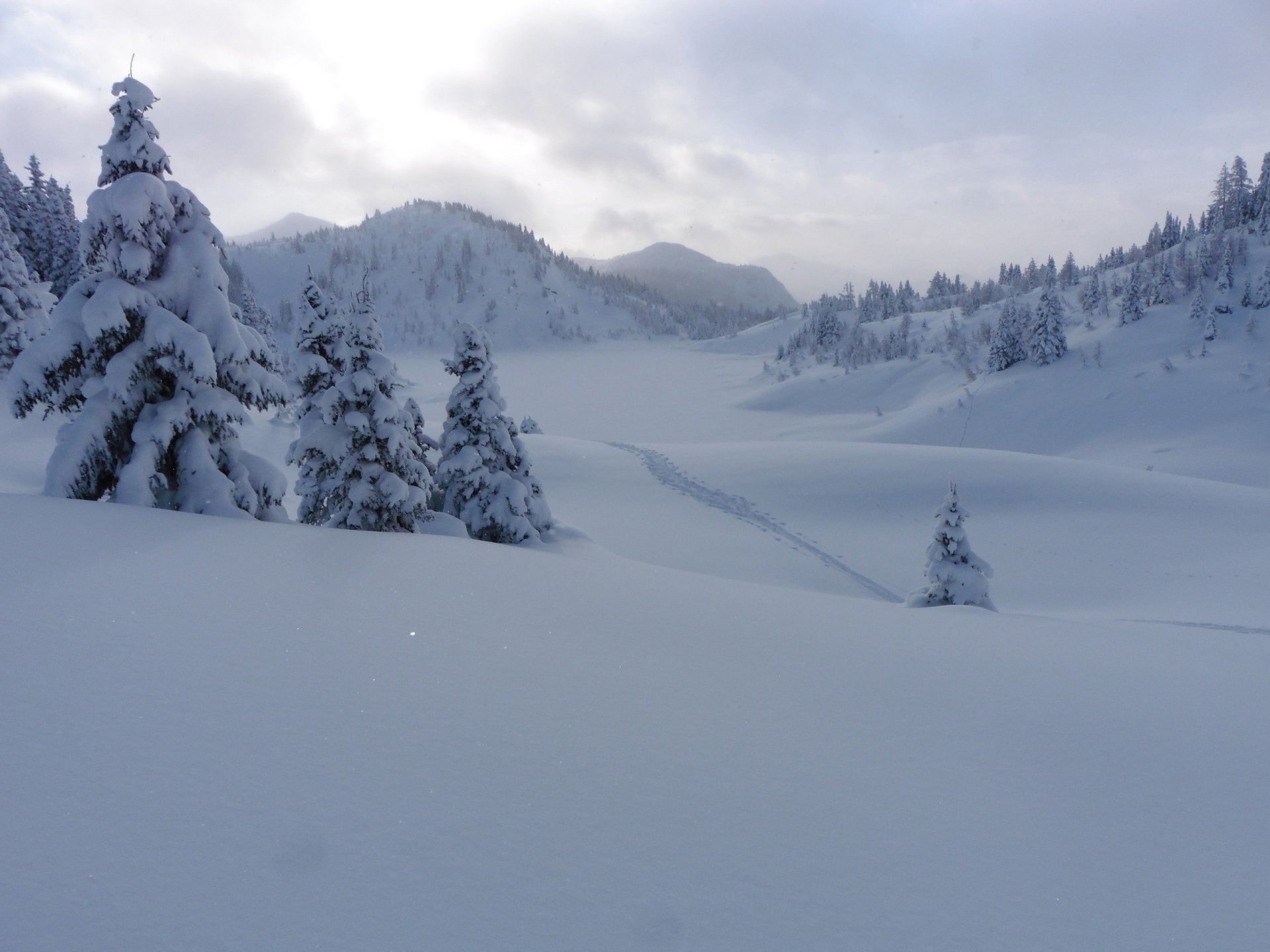 Download Fir Tree Mountain Snow Canadian Rockies Canada Alberta Banff National Park Nature Winter Snowy Mountain HD Wallpaper