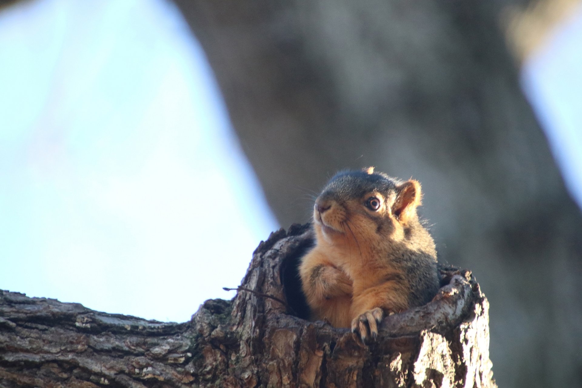 Download Rodent Trunk Animal Squirrel HD Wallpaper