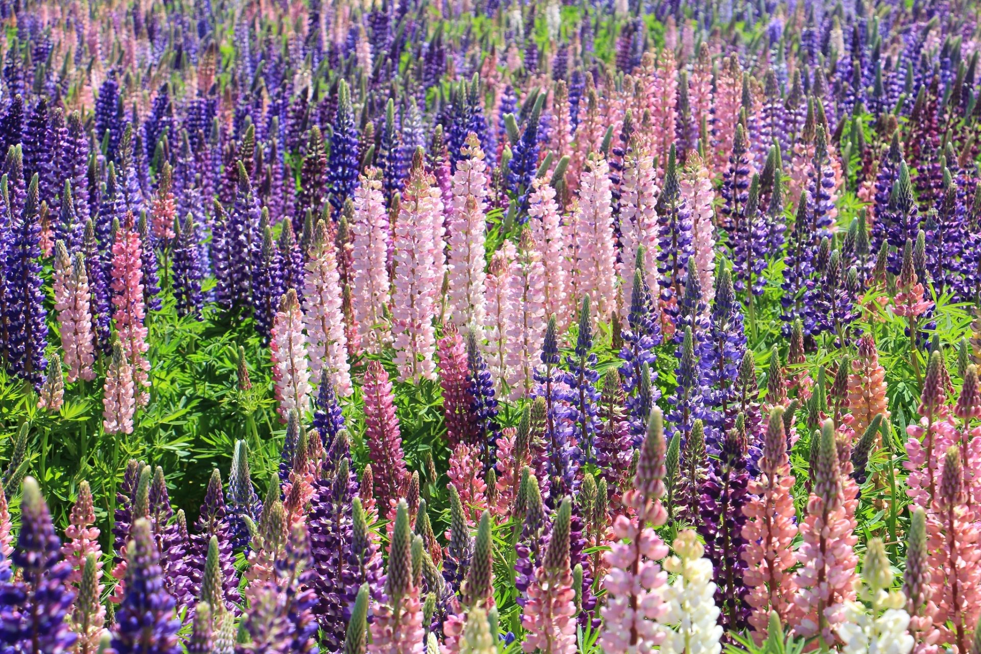 Nature Lupine HD Wallpaper