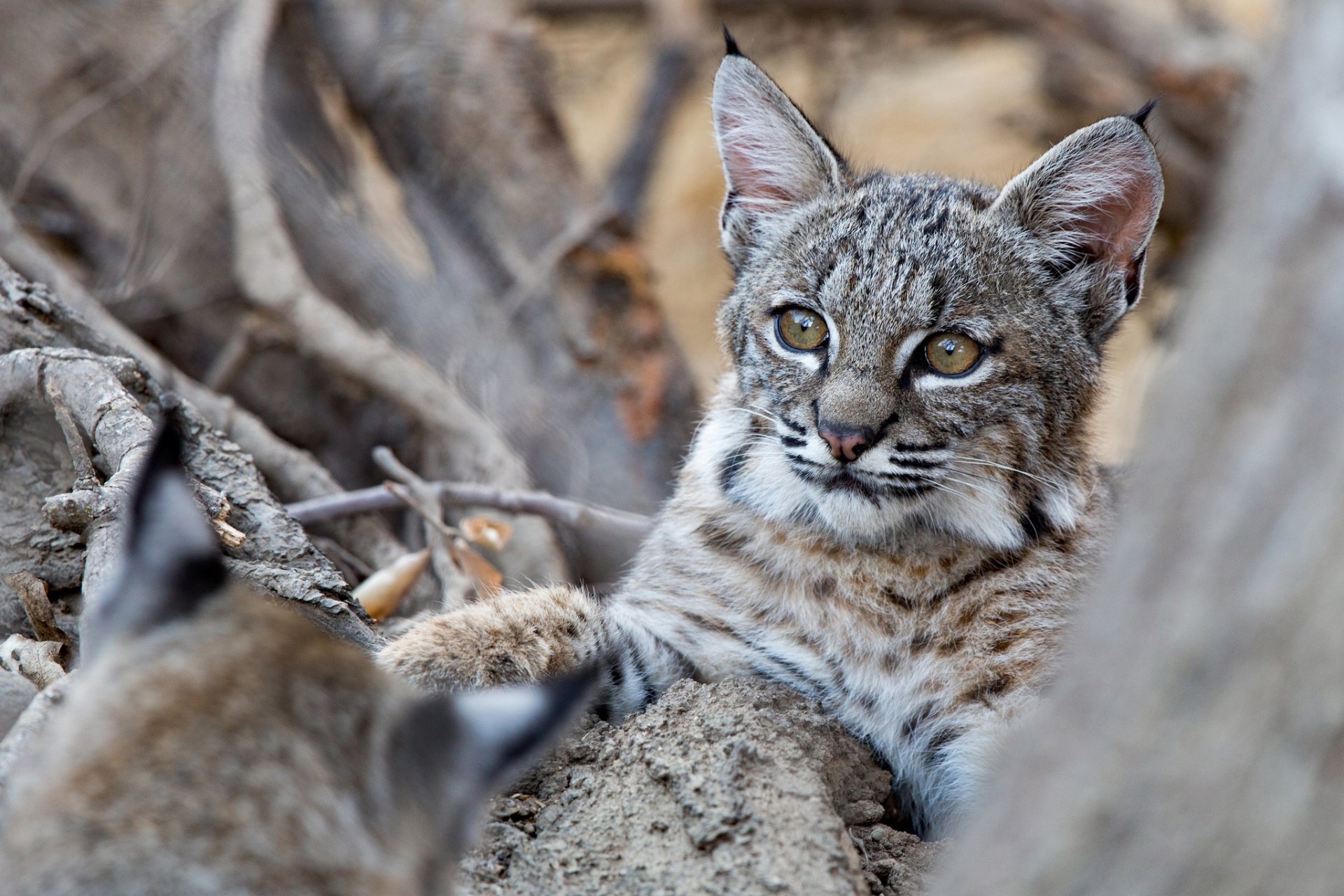 Animal Lynx HD Wallpaper