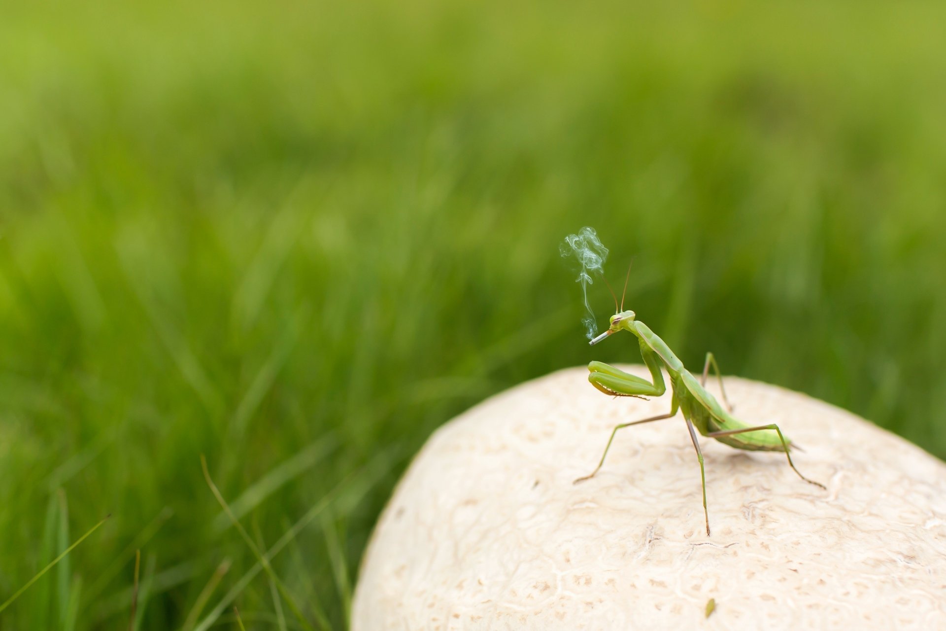 Download Praying Mantis Insect Cigarette Mushroom Smoke Funny Animal HD Wallpaper