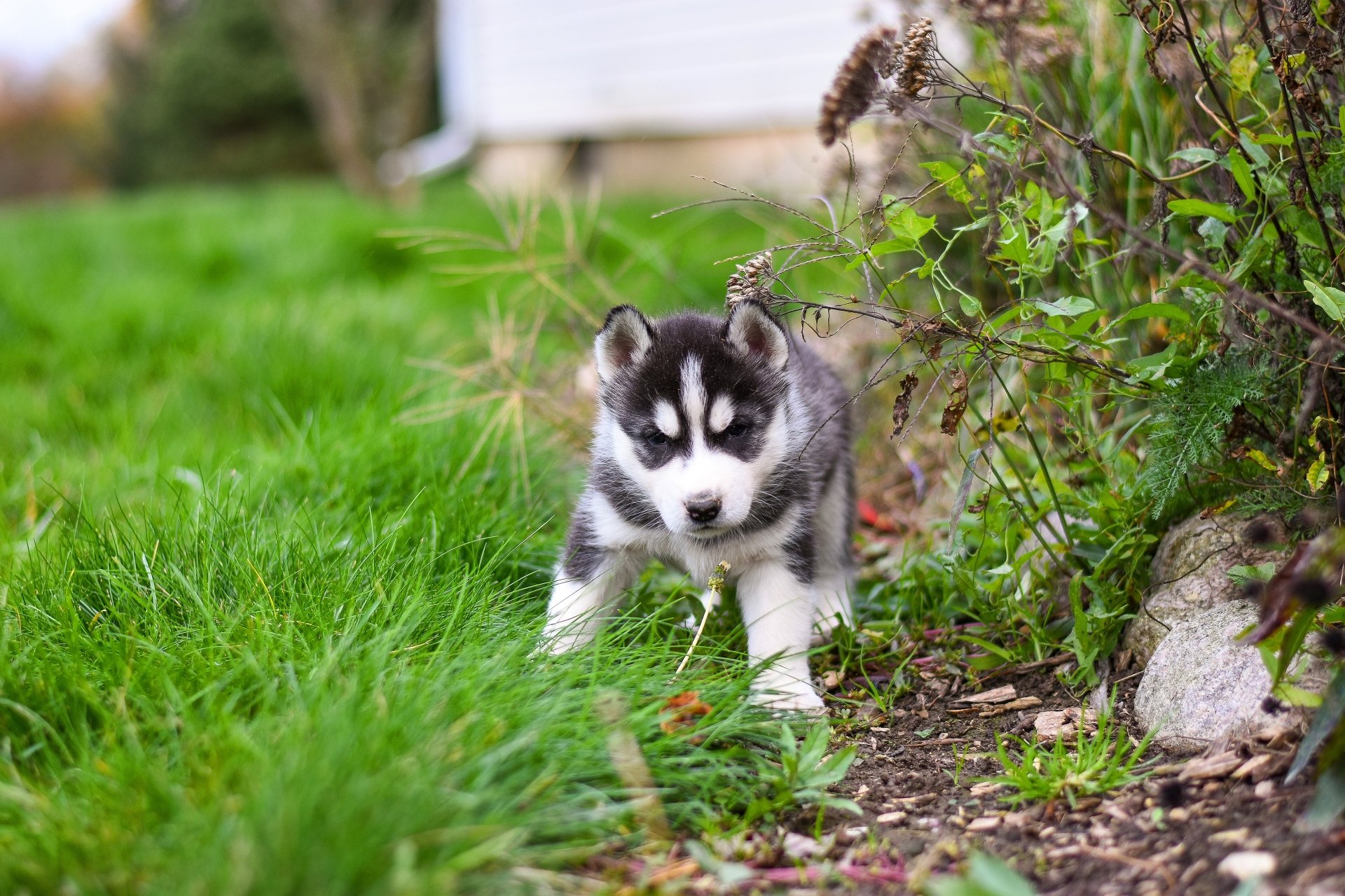 Download Siberian Husky Puppy Baby Animal Dog Animal Husky 4k Ultra HD Wallpaper