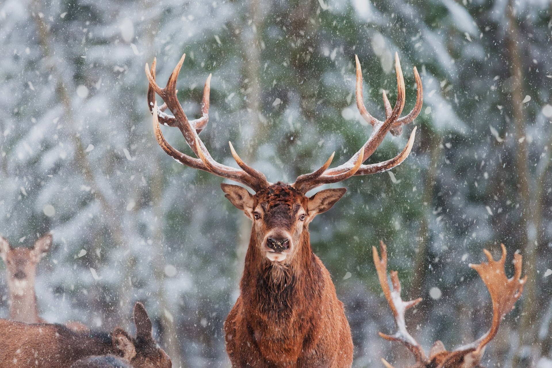 Deer Hd Wallpaper