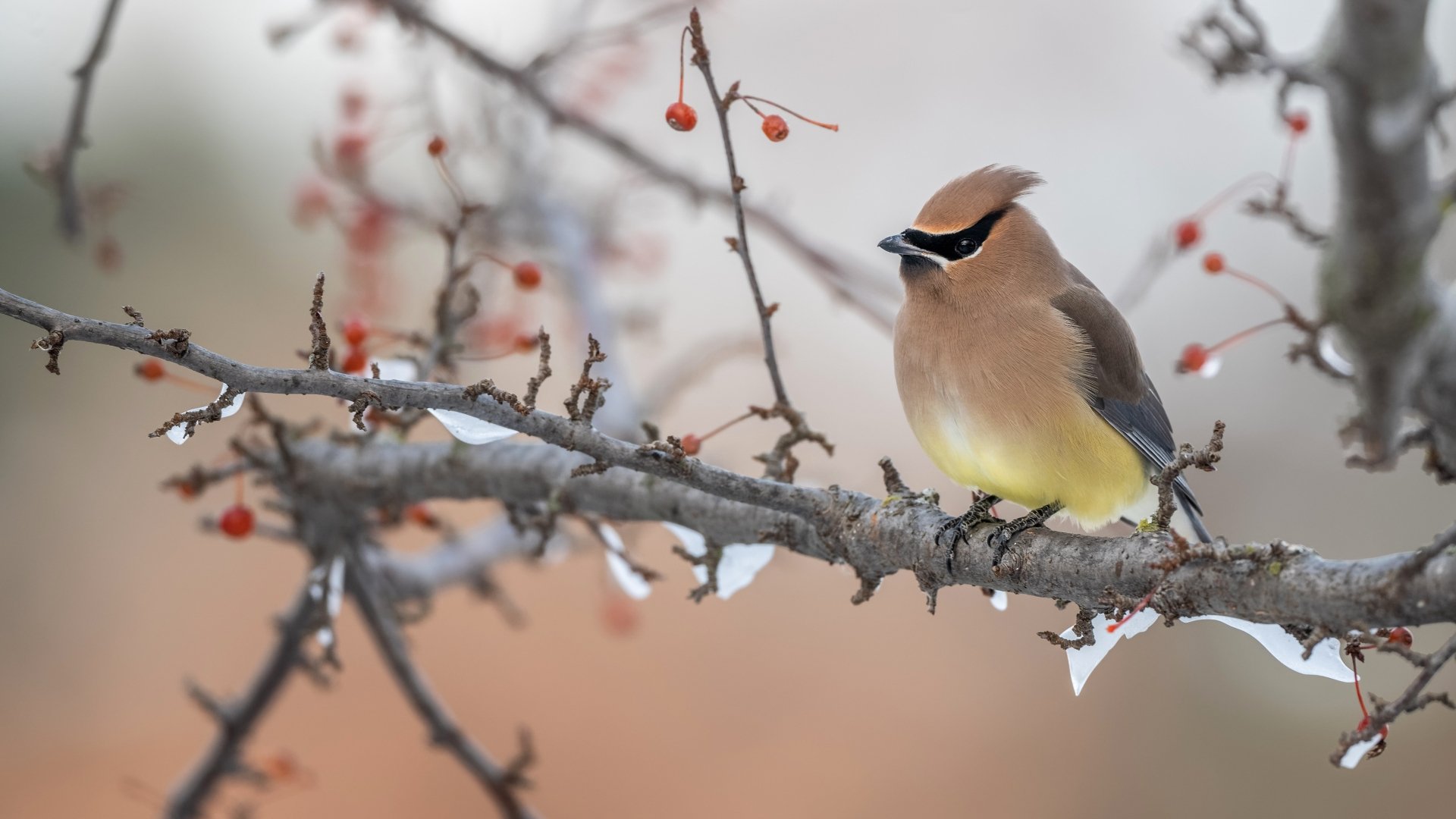 4K Ultra HD PC desktop wallpaper: waxwing (bird, Animal) perched on a snow-dusted branch with red berries against a soft, blurred winter background.