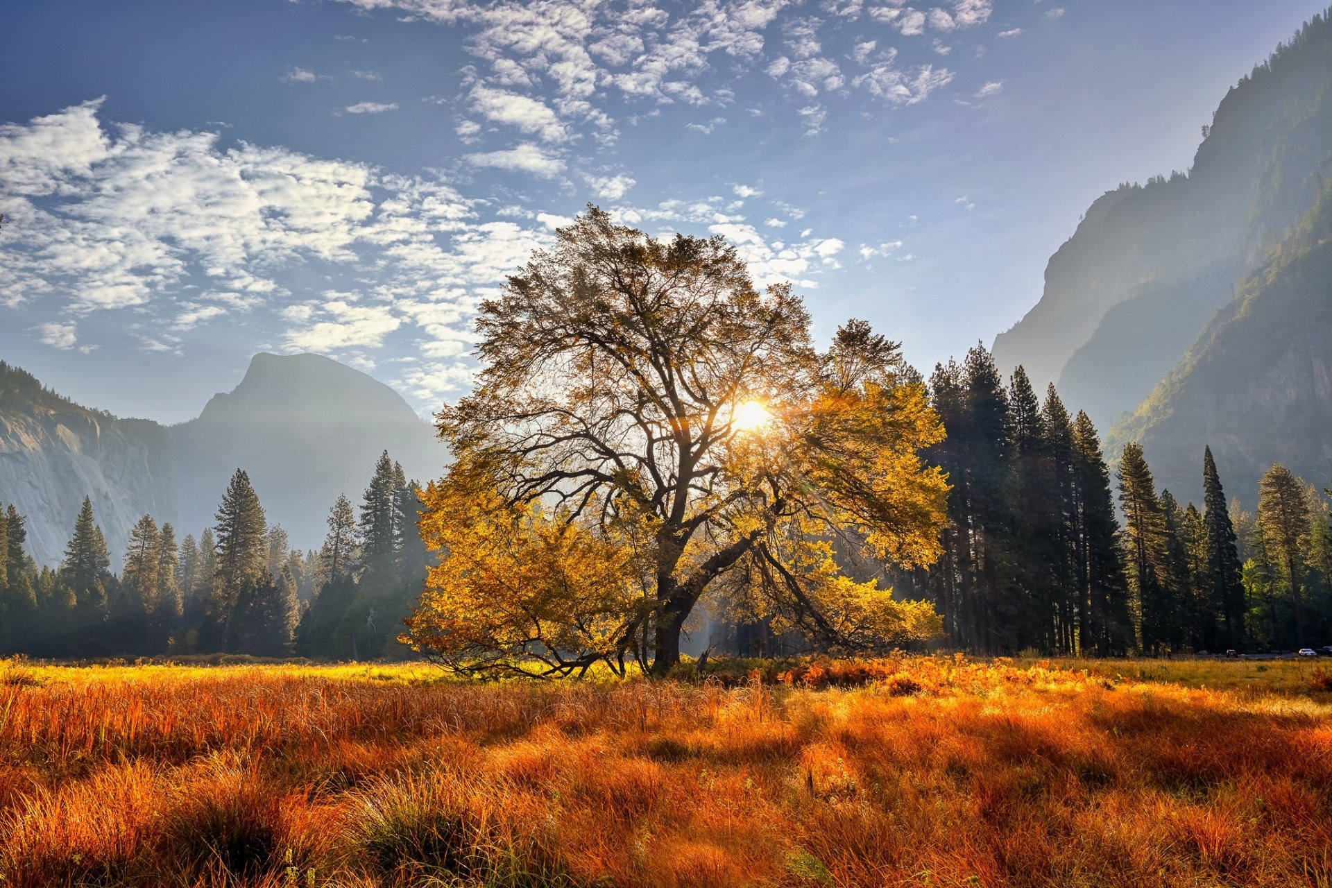 A vibrant fall scene in Yosemite National Park, California, featuring a golden tree in a meadow with mountains and a bright sunburst peeking through branches.