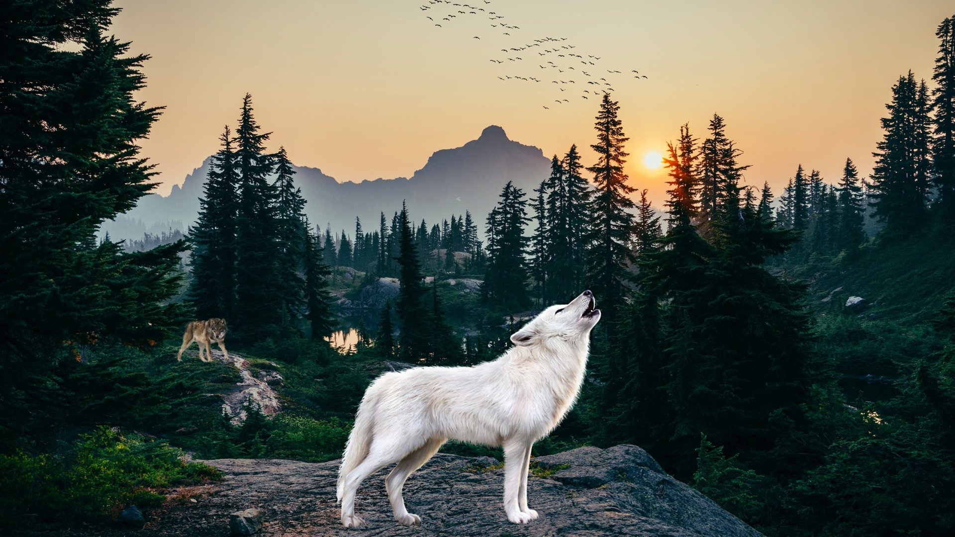 Download Wolf Drawing Howling Forest Animal Arctic Wolf HD Wallpaper