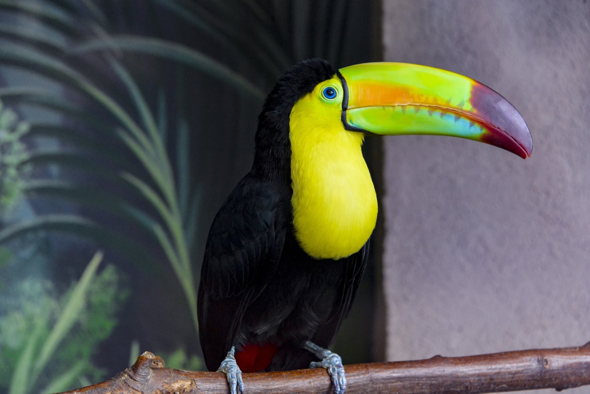 Download Bird Animal Toucan 4k Ultra HD Wallpaper