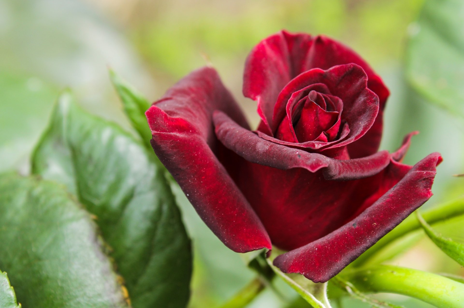 Download Macro Flower Petal Nature Rose 4k Ultra HD Wallpaper