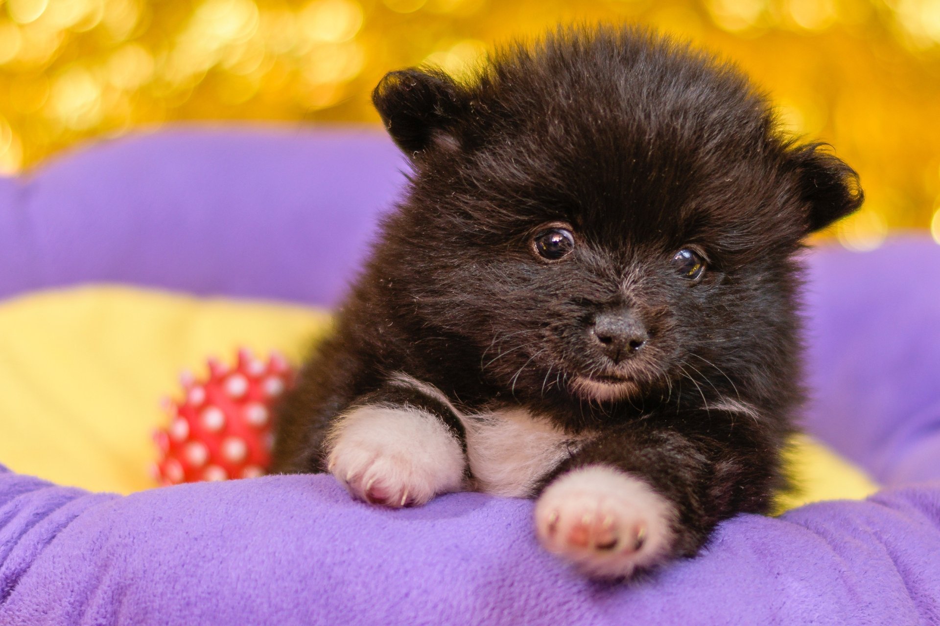 Black Pomeranian puppy curled on a purple cushion with a yellow backdrop and red polka-dot toy, 2K Quad HD PC desktop wallpaper/background.