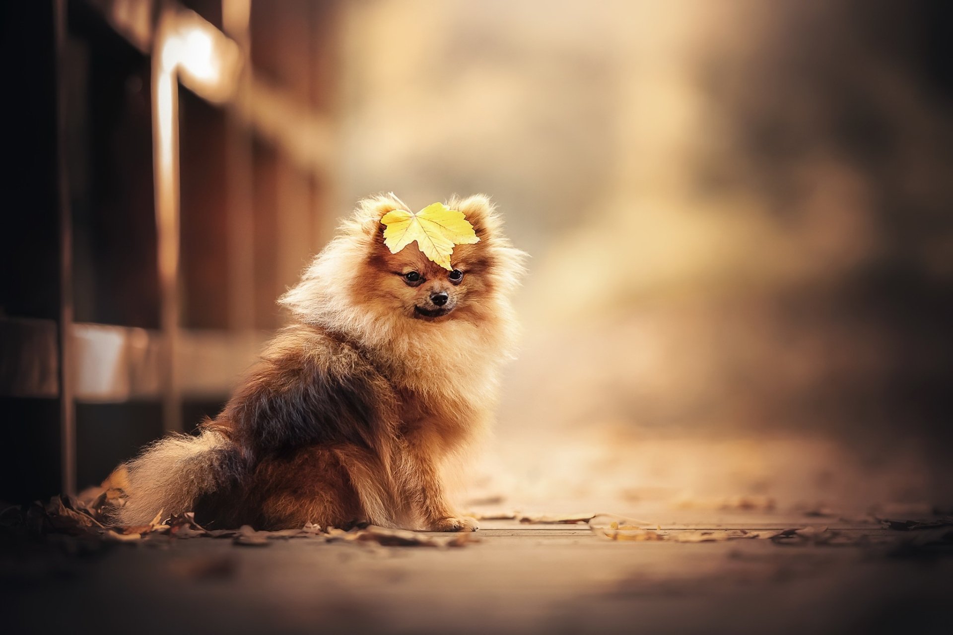 Animal Papillon HD Wallpaper