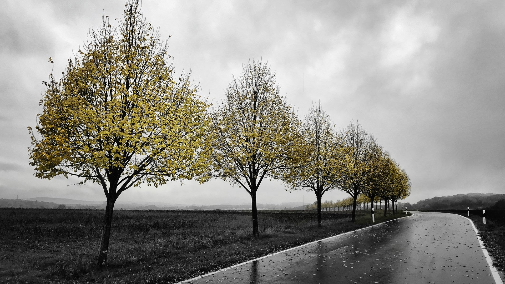 Download Tree Fall Man Made Road 4k Ultra HD Wallpaper | 3840x2160 ...