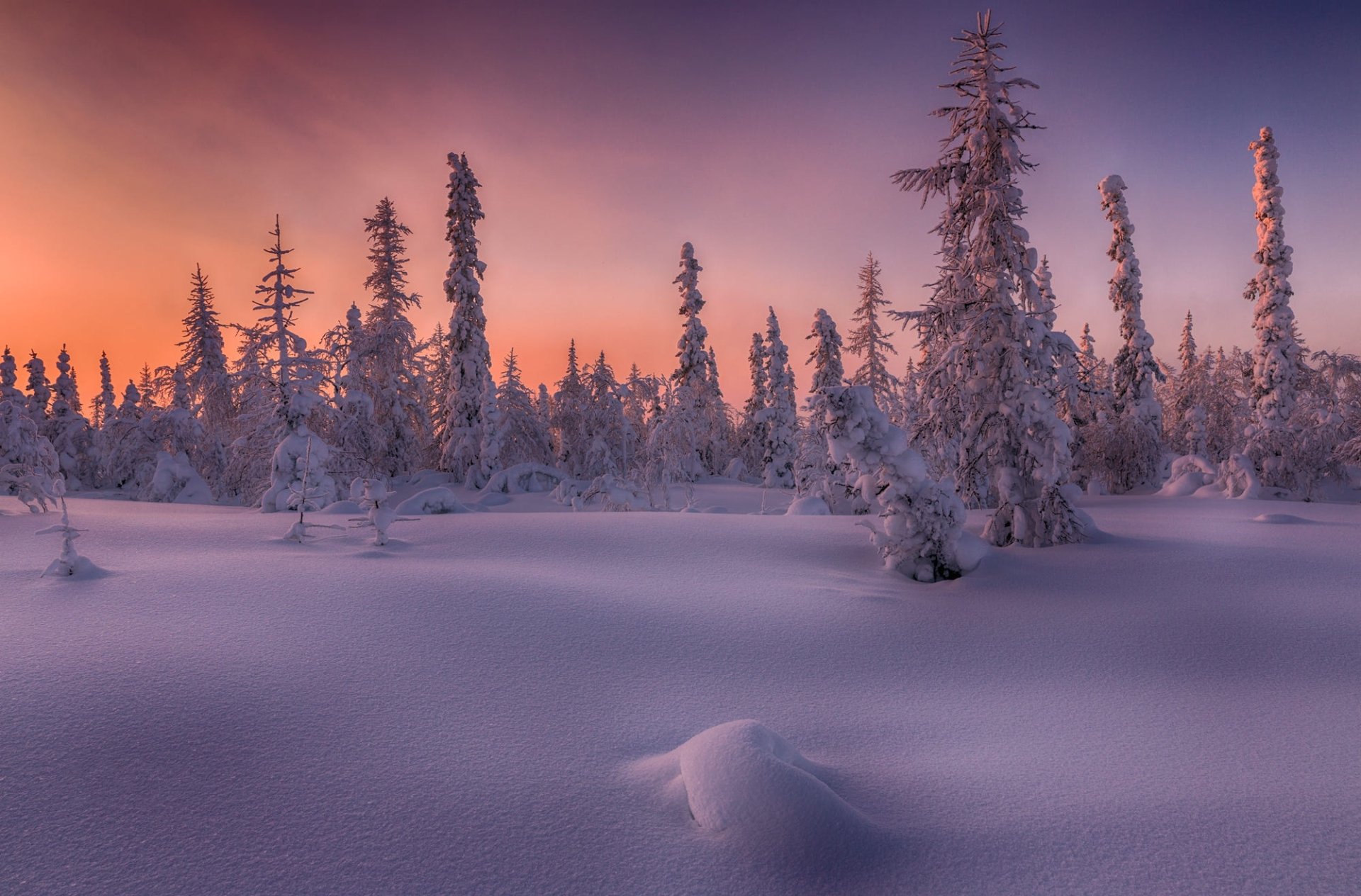 Download Fir Tree Sunset Snow Sky Forest Nature Winter Winter Sunset HD ...