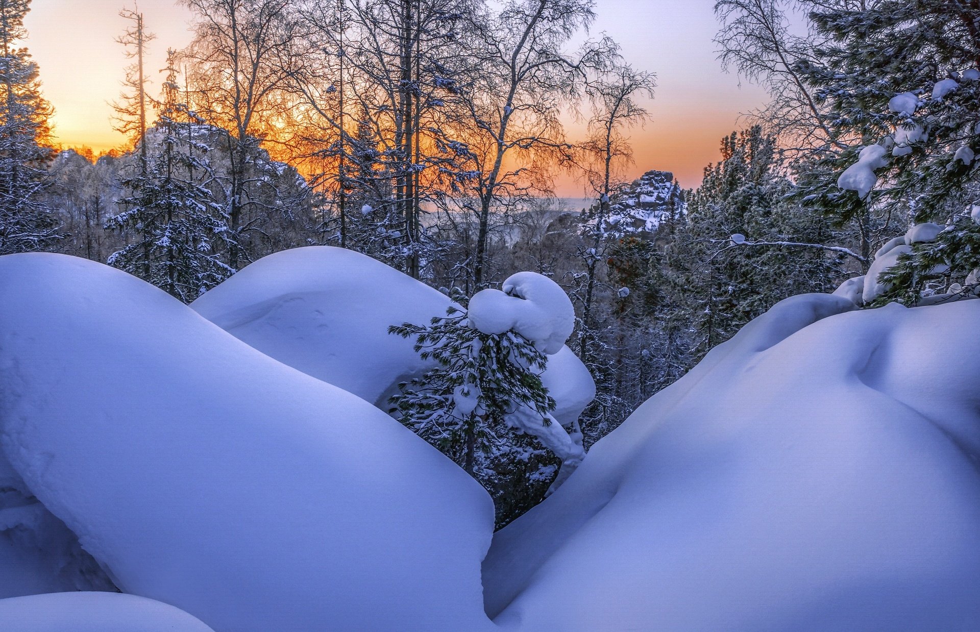 Download Tree Snow Nature Winter HD Wallpaper | 1920x1239 | Wallpaper Abyss