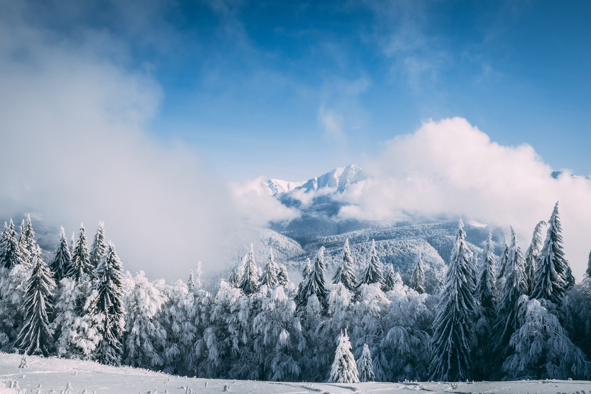 Snow-covered fir trees stand beneath a cloudy sky, framed by fog and towering snowy mountains in this 4K Ultra HD winter nature scene.