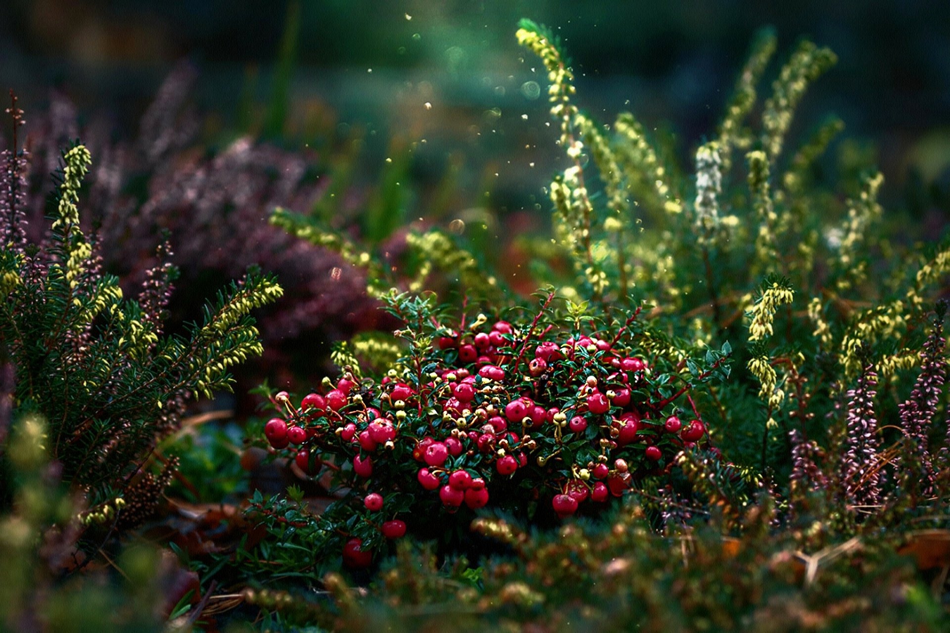 HD PC desktop wallpaper close-up: nature scene with blurred heather and tiny flowers framing a cluster of cranberry-red berries, dewy foliage and moody bokeh.