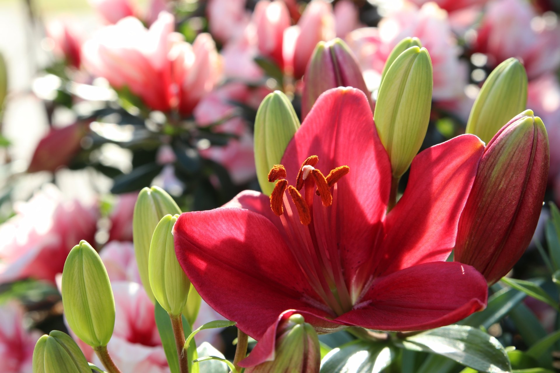 Download Red Flower Nature Lily 4k Ultra HD Wallpaper