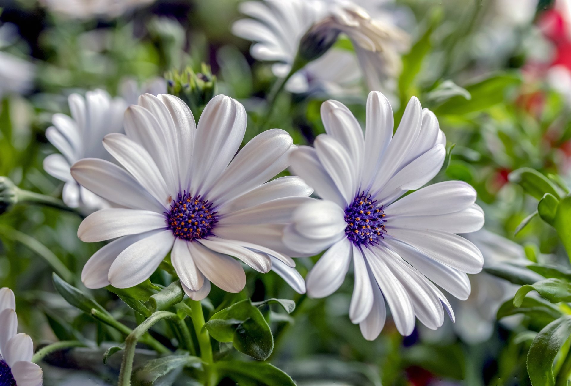 Download Daisy Osteospermum White Flower Blur Nature Daisy 4k Ultra HD ...