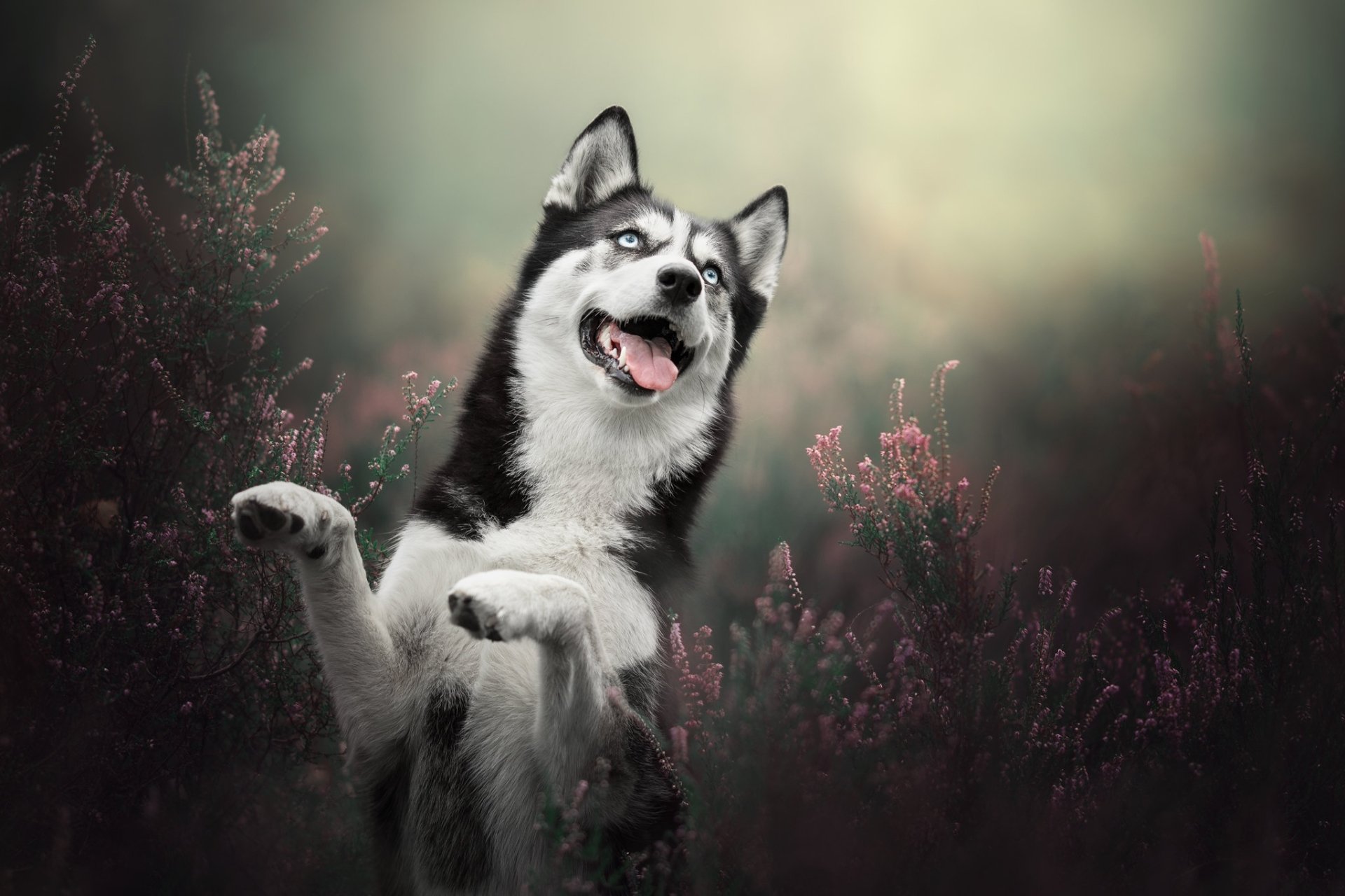 Download Heather Dog Animal Husky HD Wallpaper