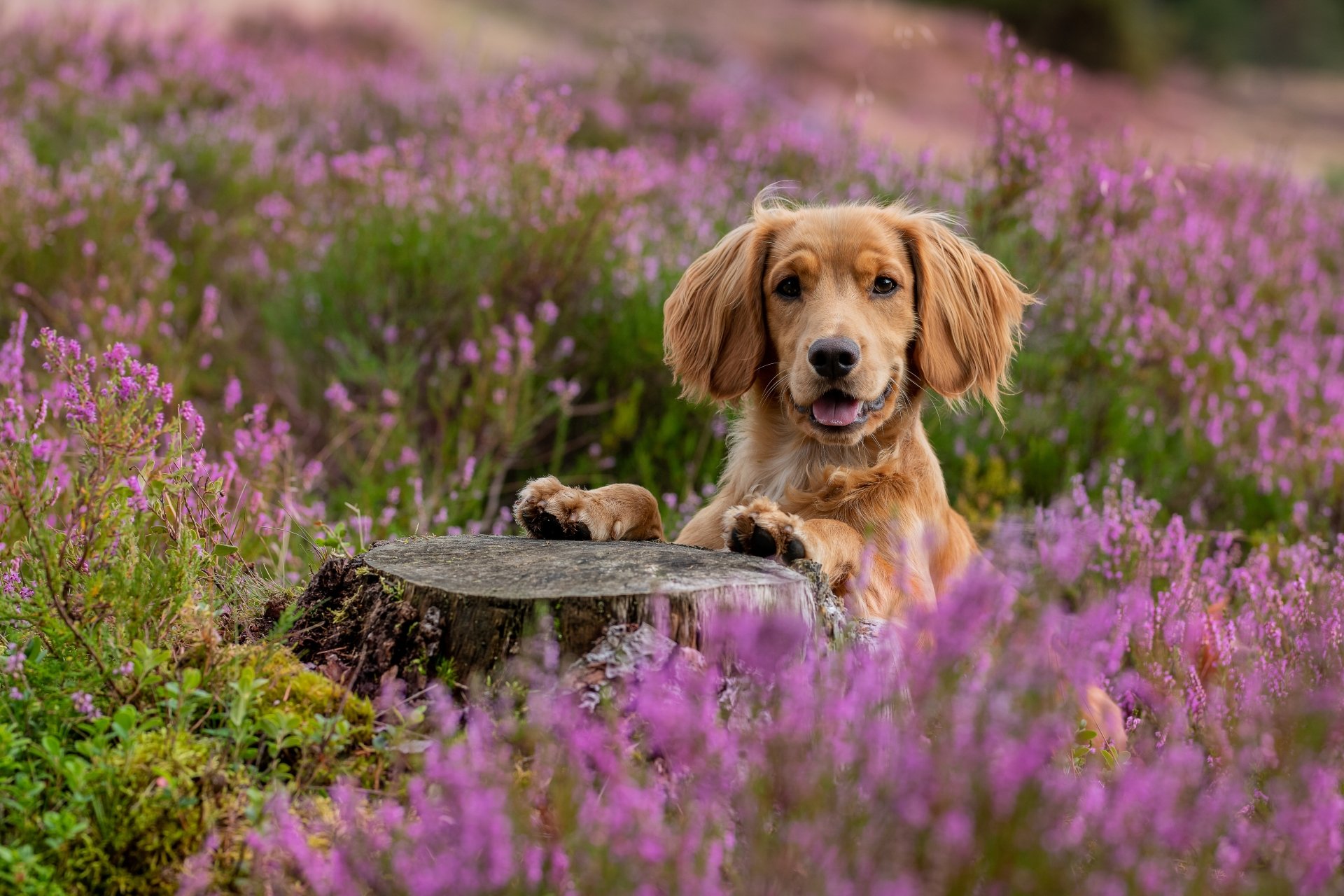5K Ultra HD PC desktop wallpaper of a spaniel dog in blooming heather, paws on a tree stump amid a vibrant purple field — animal portrait background.