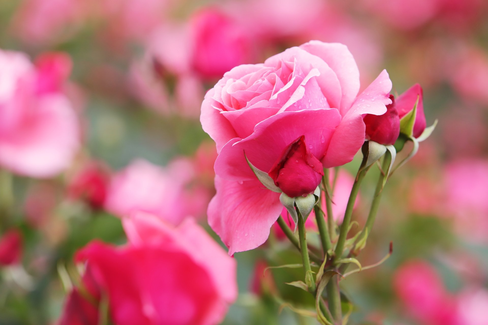 Download Pink Flower Pink Rose Nature Rose 4k Ultra HD Wallpaper