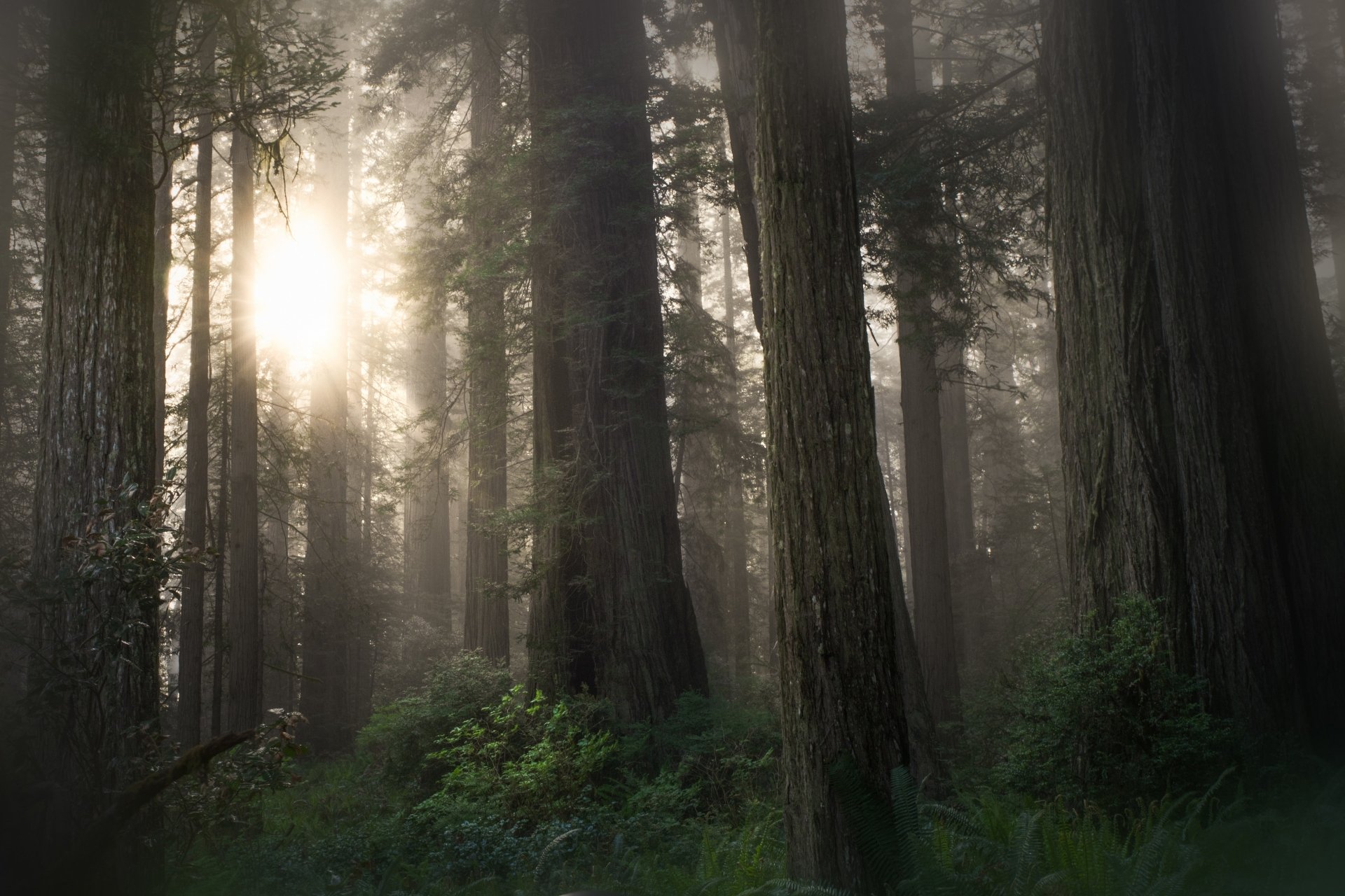 Sunlight filters through foggy sequoia trunks and lush ferns in a dense forest, captured in stunning 4K Ultra HD for a vibrant desktop wallpaper.