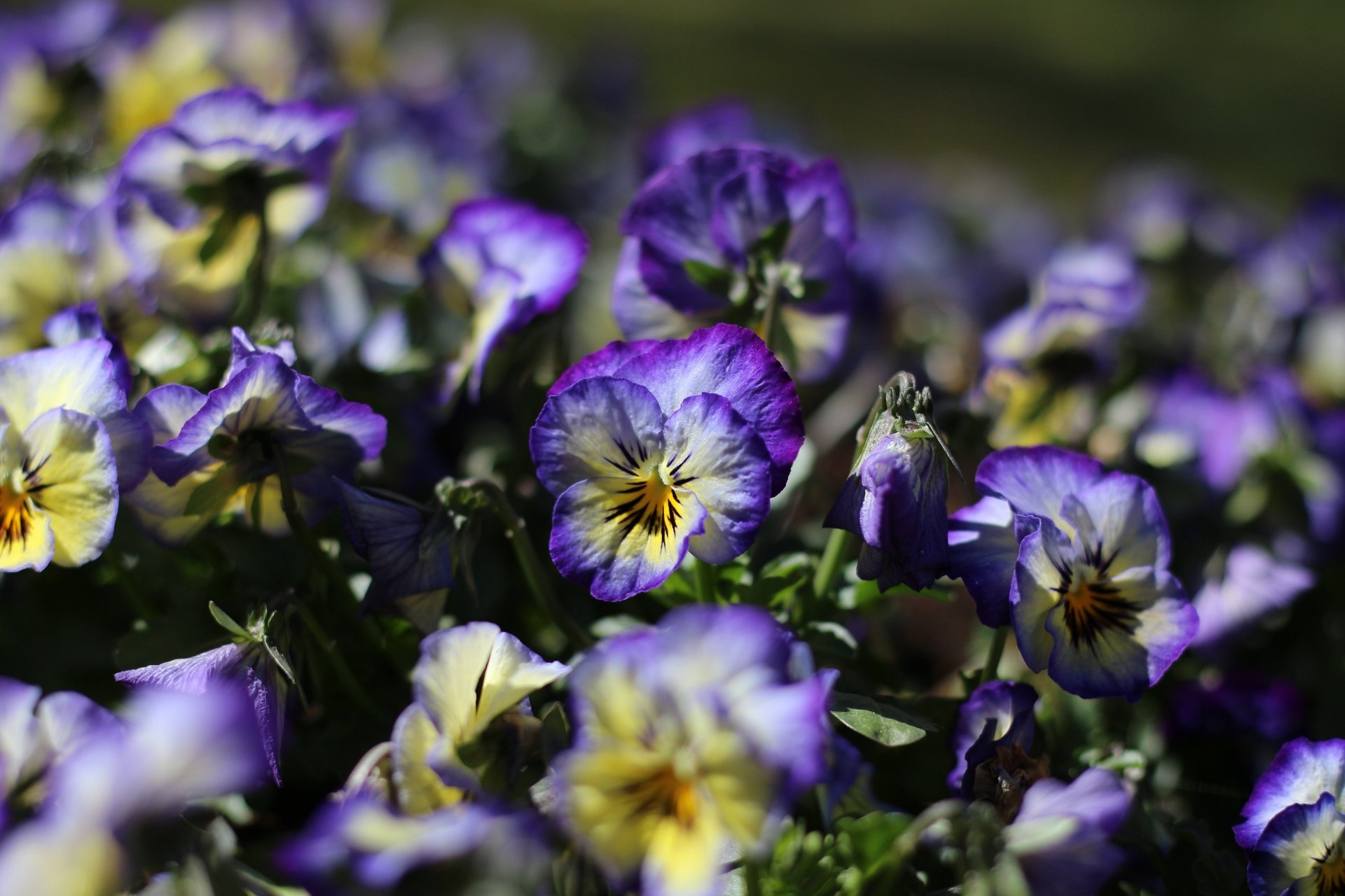 Close-up of vibrant purple-and-yellow pansy flowers in a nature setting, 4K Ultra HD PC desktop wallpaper background.