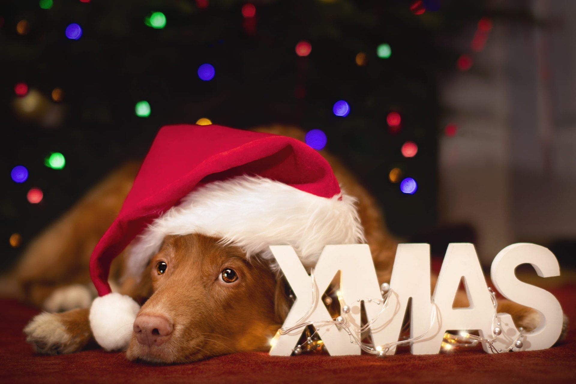 Download Christmas Santa Hat Animal Labrador Retriever HD Wallpaper ...