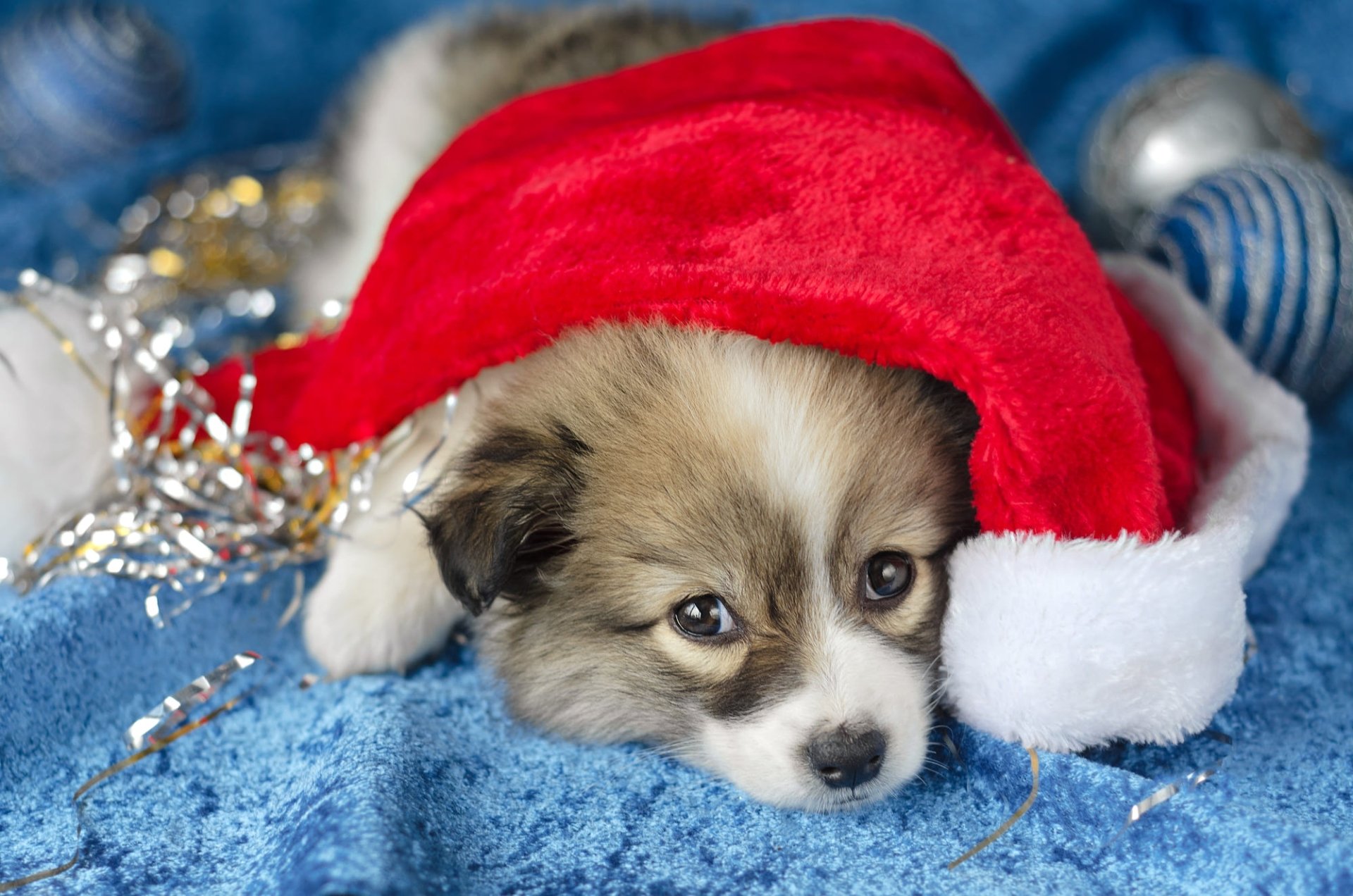 Download Santa Hat Baby Animal Dog Animal Puppy HD Wallpaper