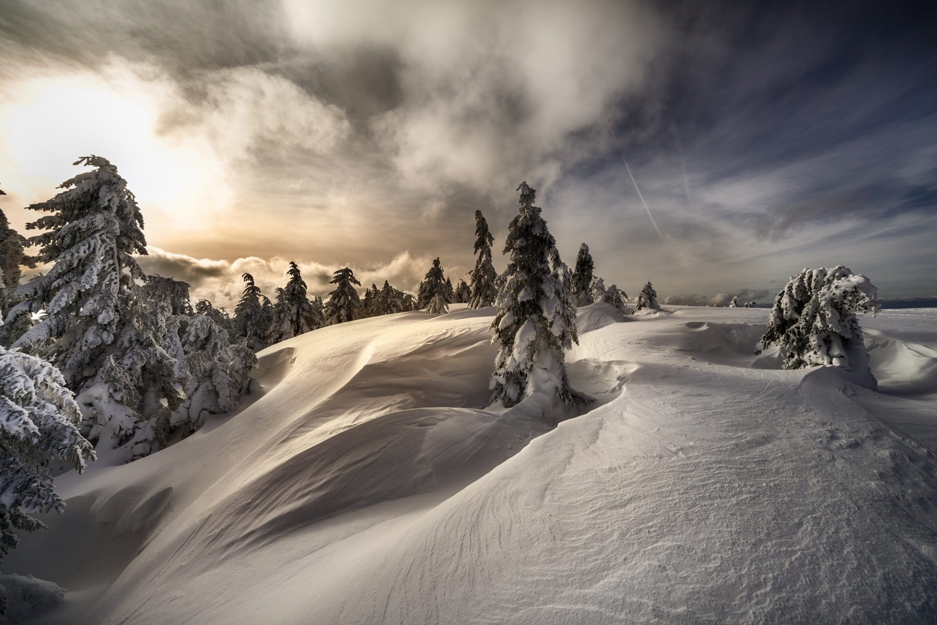 Download Spruce Nature Snow Winter HD Wallpaper