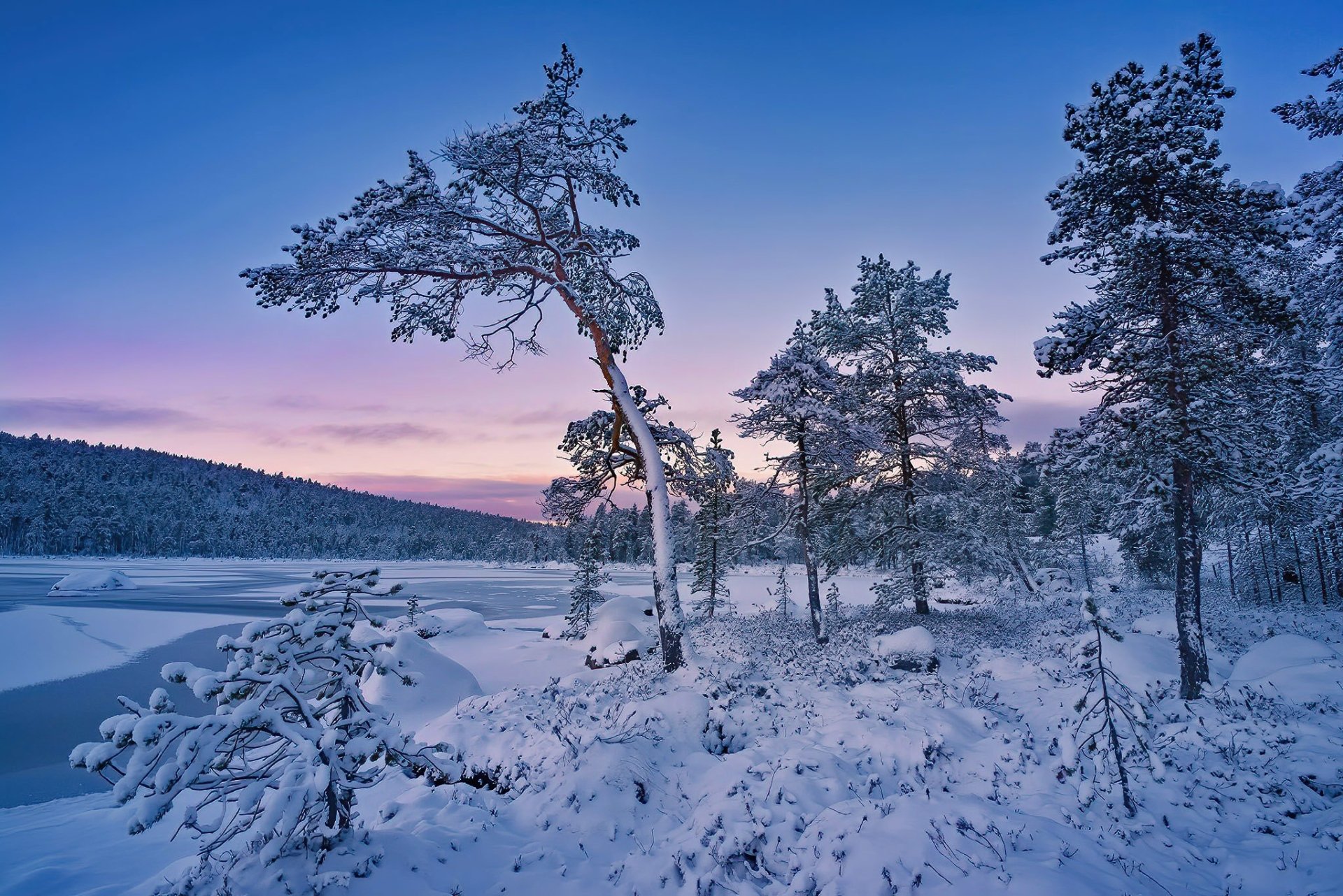 Download Tree Snow Nature Winter HD Wallpaper | 2048x1367 | Wallpaper Abyss