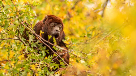 Howler Monkey Animal monkey HD Desktop Wallpaper | Background Image