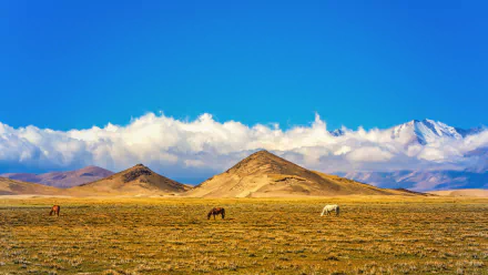 tibet hill cloud field sky Animal horse HD Desktop Wallpaper | Background Image