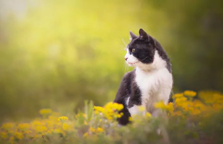 profile flower Animal cat HD Desktop Wallpaper | Background Image