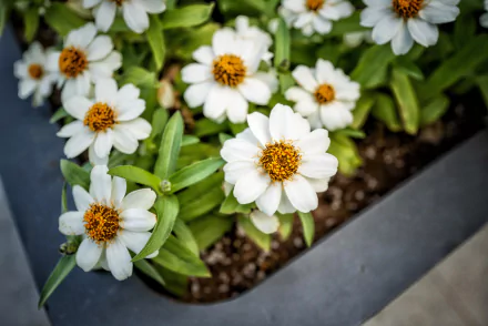 white flower man made flower HD Desktop Wallpaper | Background Image