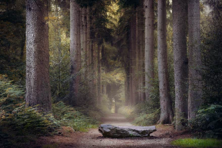HD PC desktop wallpaper background, autumn forest path framed by tall trunks and ferns, a flat man-made stone bench on the trail under soft fall light.